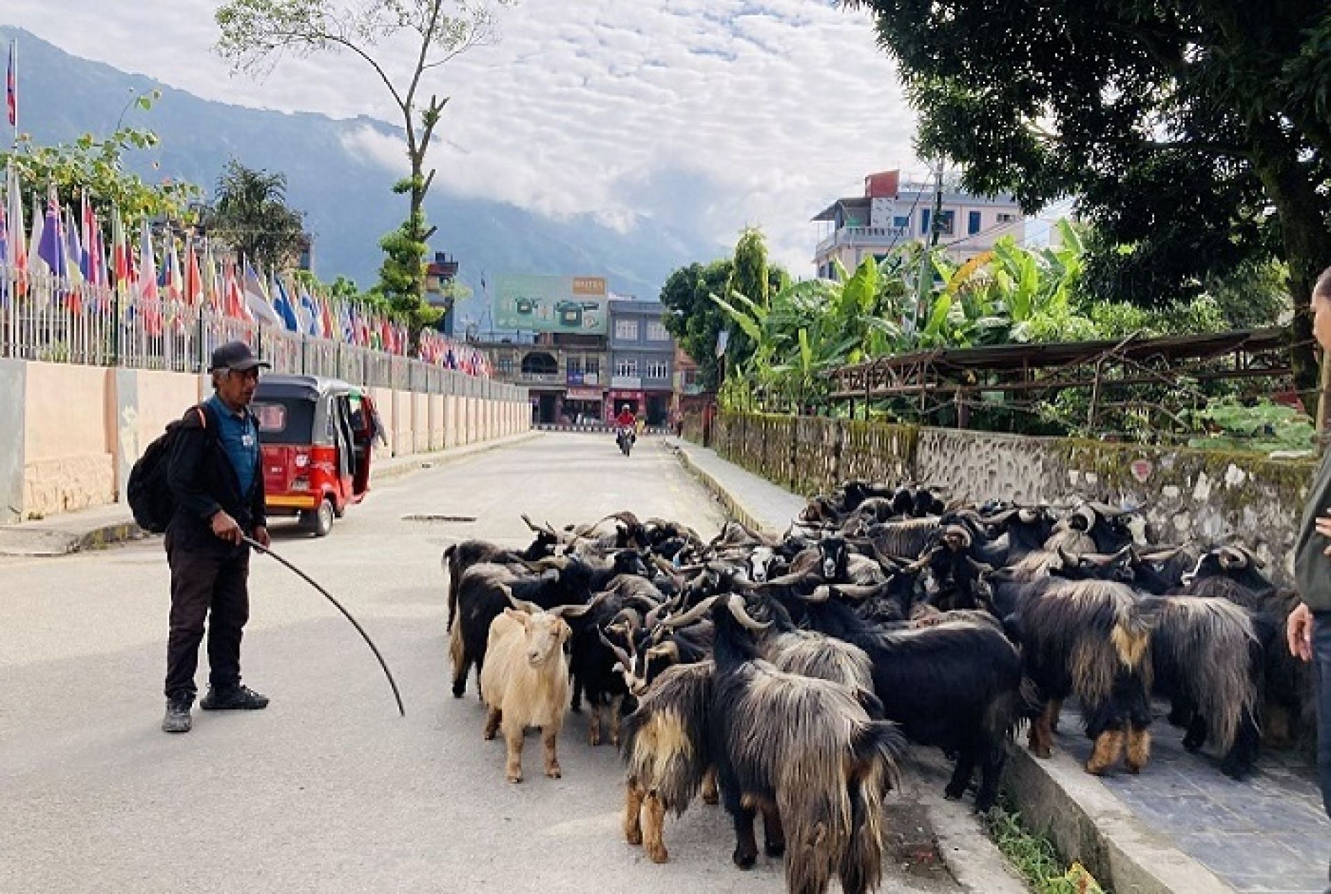 भाउ सस्तिएपछि बढ्यो च्याङ्ग्राको व्यापार