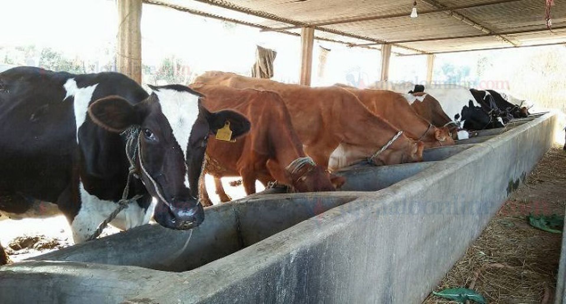 पर्वतमा कृषि र पशुपालनतर्फ १७ करोड बढी बजेट