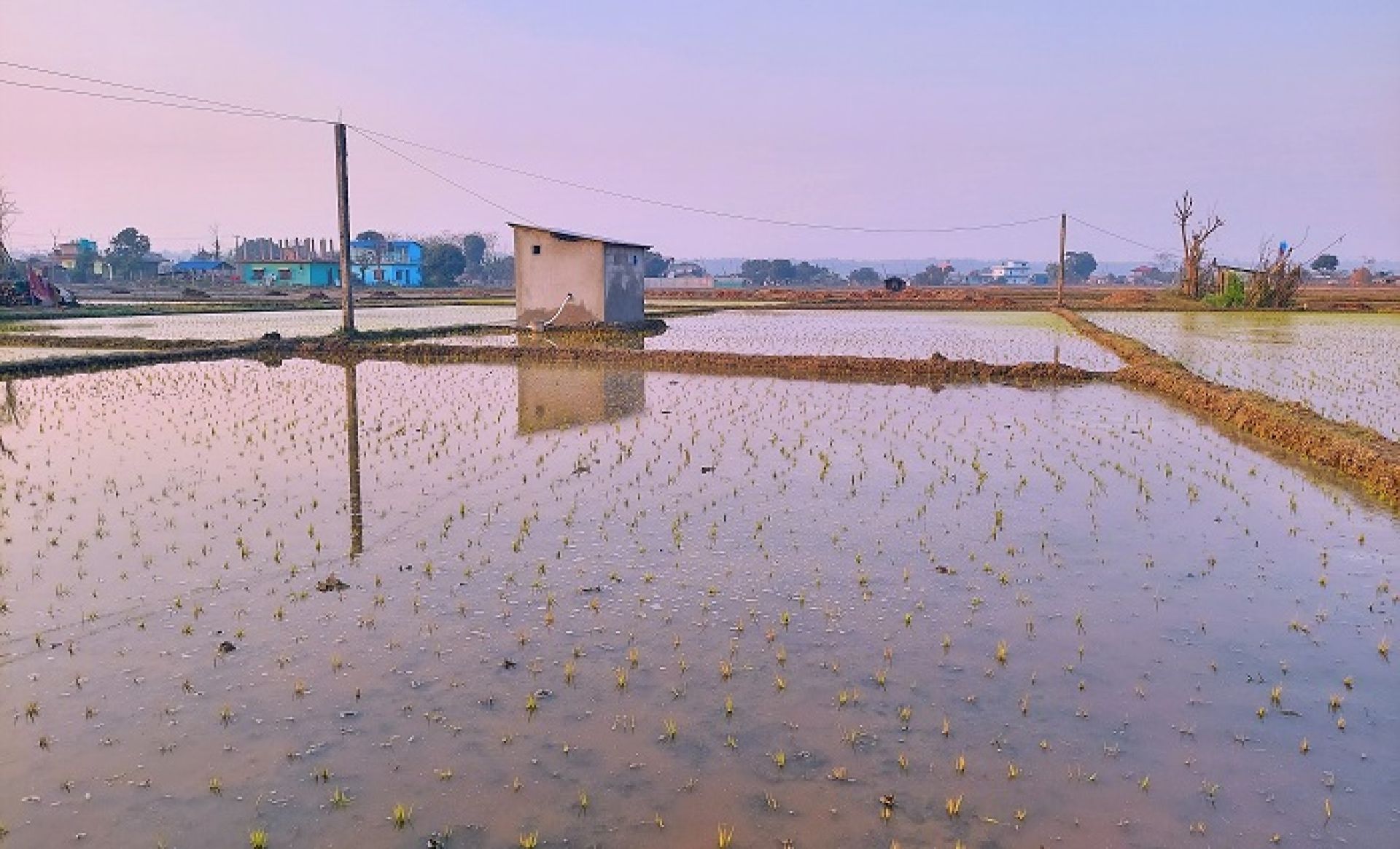 अनुदानले खेती क्षेत्र र उत्पादन बर्सेनि बढ्दै