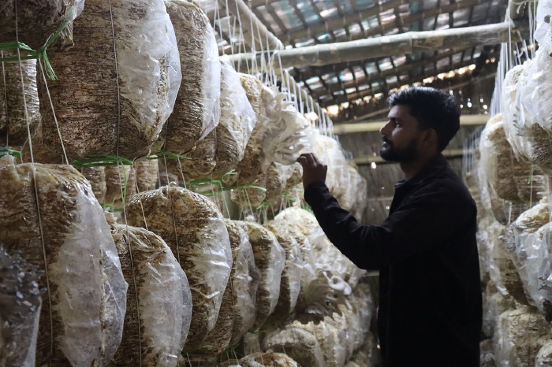 विदेशको माेह त्यागेर च्याउखेतीमा जमेका दाजुभाई, मासिक कमाउँछन् एक लाखभन्दा बढी 