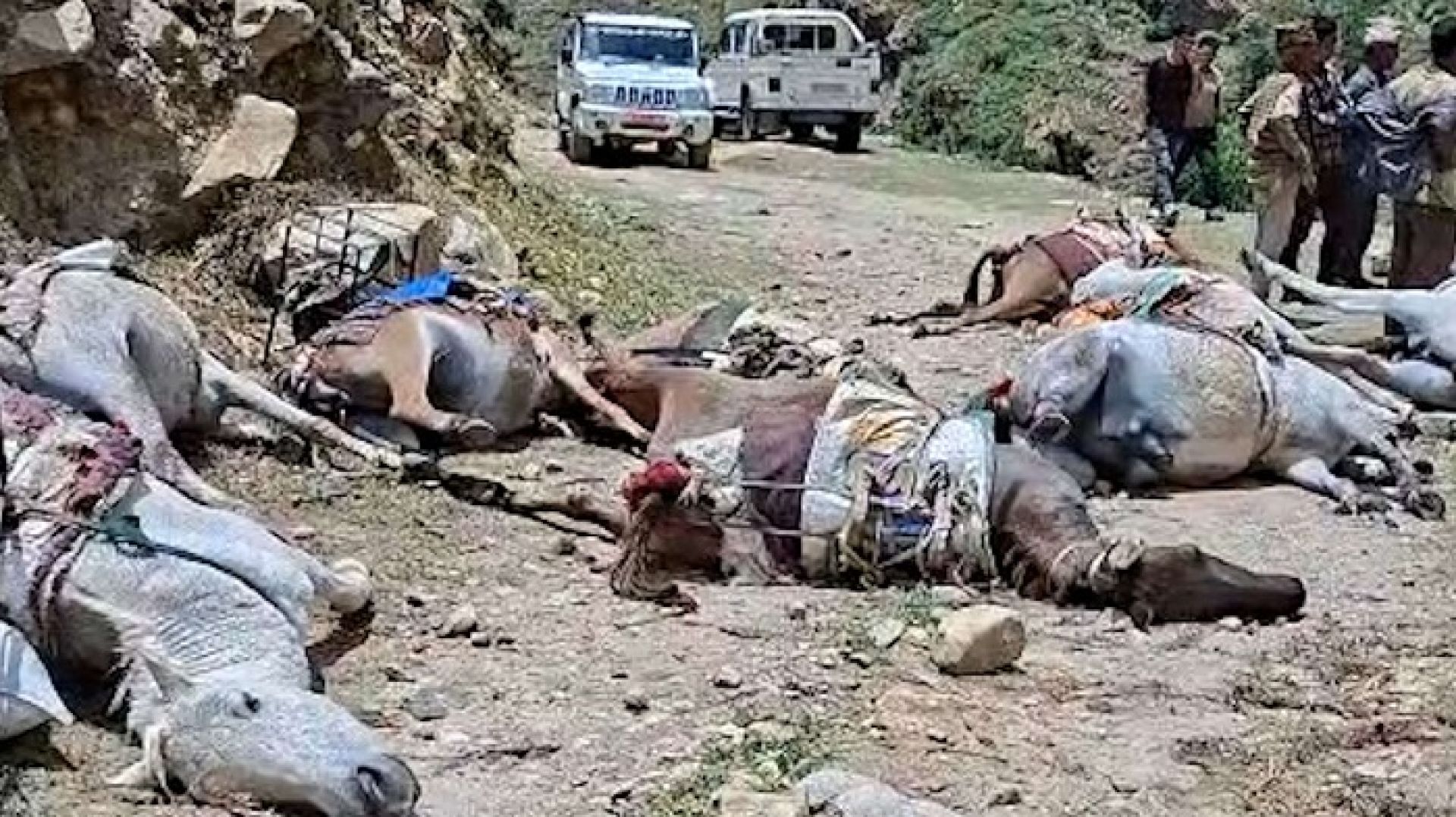विद्युत प्राधिकरणको लापरवाहीः करेन्टले १० खच्चड र भैंसी मरेपछि किसानको विजोग
