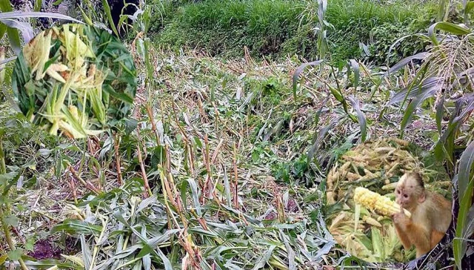 बाजुरामा बाँदरको आतंकः बालीनाली सखाप