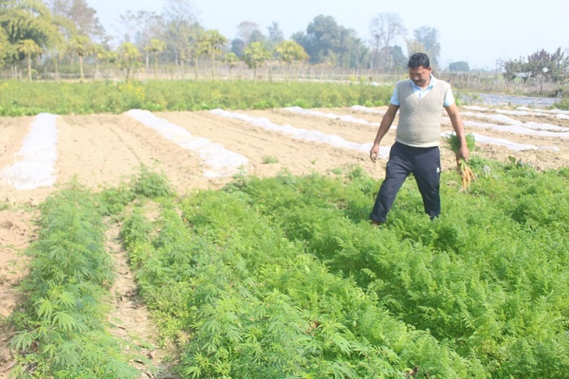 तरकारी खेतीबाट वार्षिक आठ लाखको बचत गर्छन् धनगढीका दिनेश 