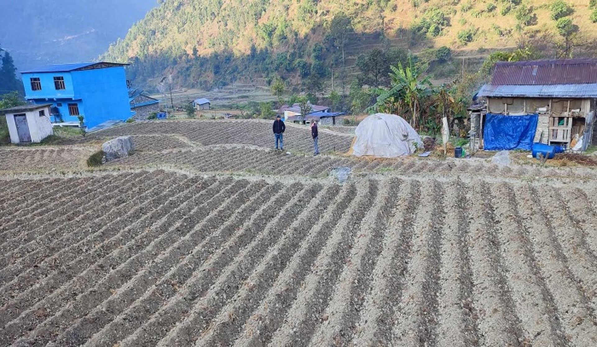 किसानलाई आलु खेतीतर्फ आकर्षित गर्न क्षेत्र विस्तार