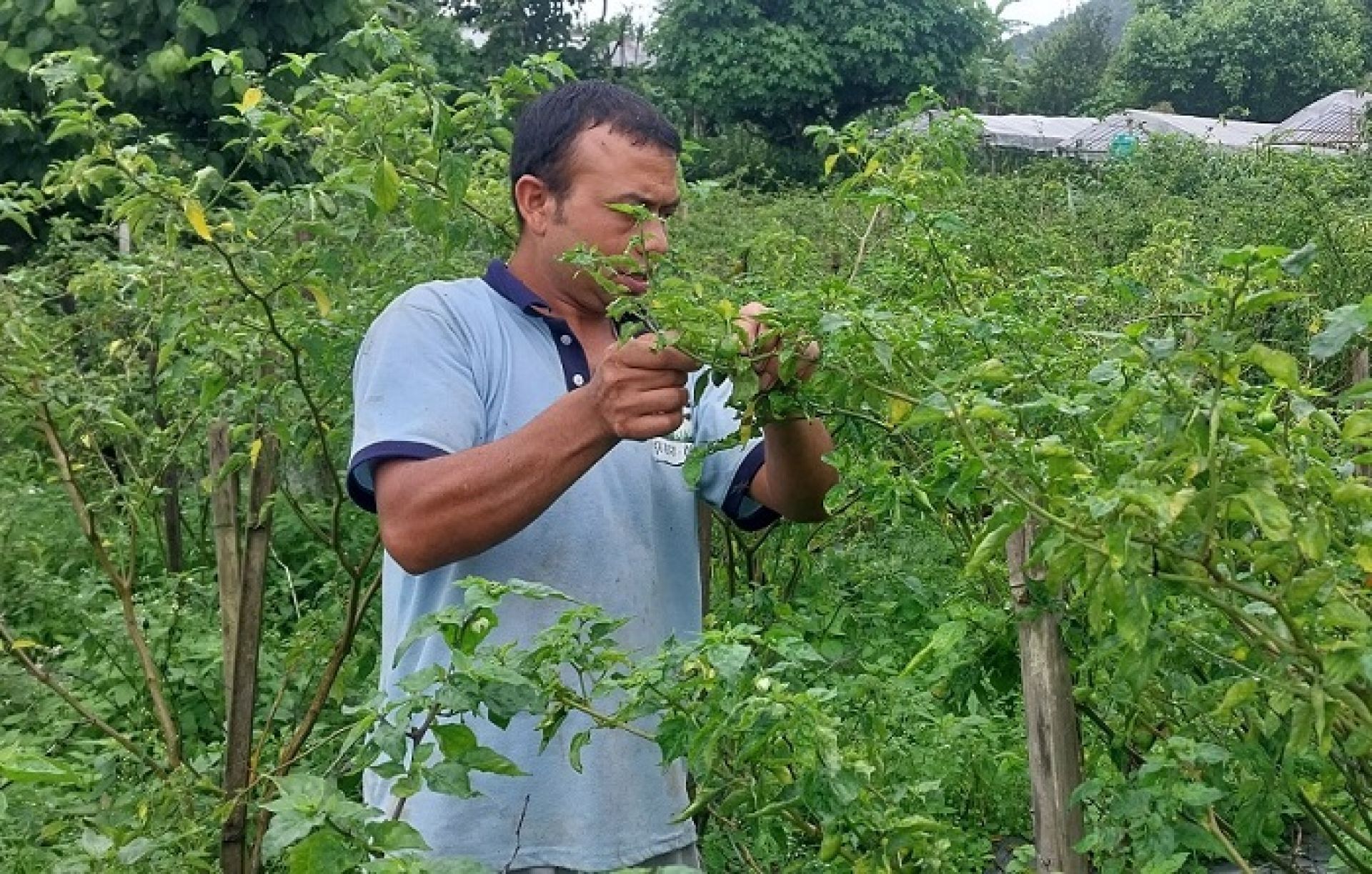 अकबरेखेतीबाट वार्षिक १५ लाख आर्जन गर्दै इलामका खड्गबहादुर