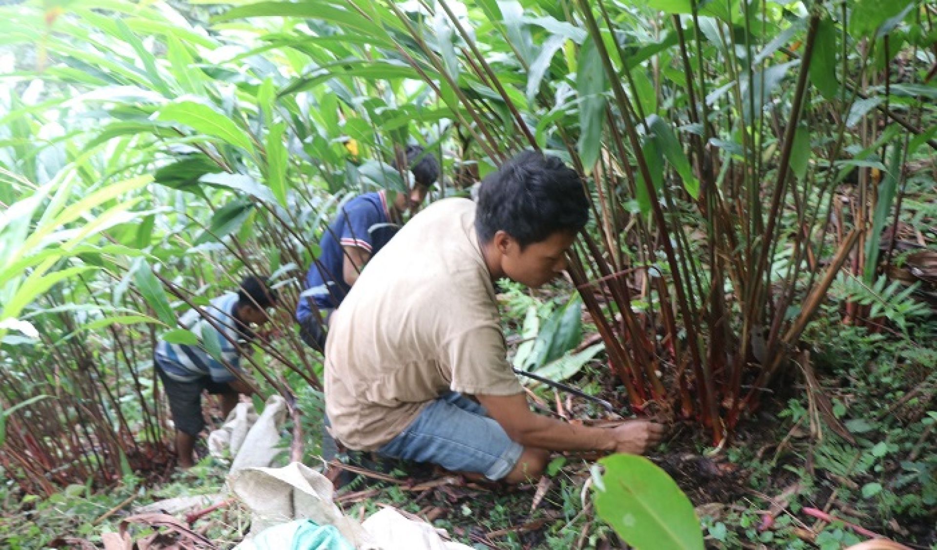 अलैँची खेती र व्यापार संकटमा 