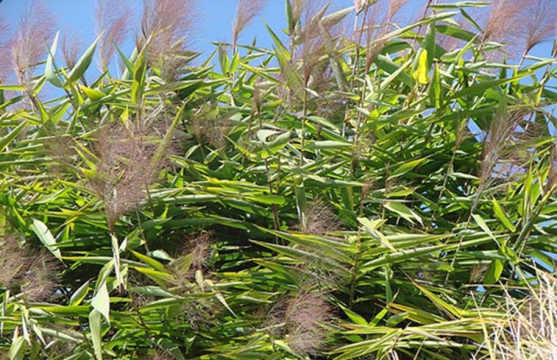 दश वर्षमा पाँच अर्बको अम्रिसो निर्यात, अनुदानबाट छैन किसानलाई प्रोत्साहन 