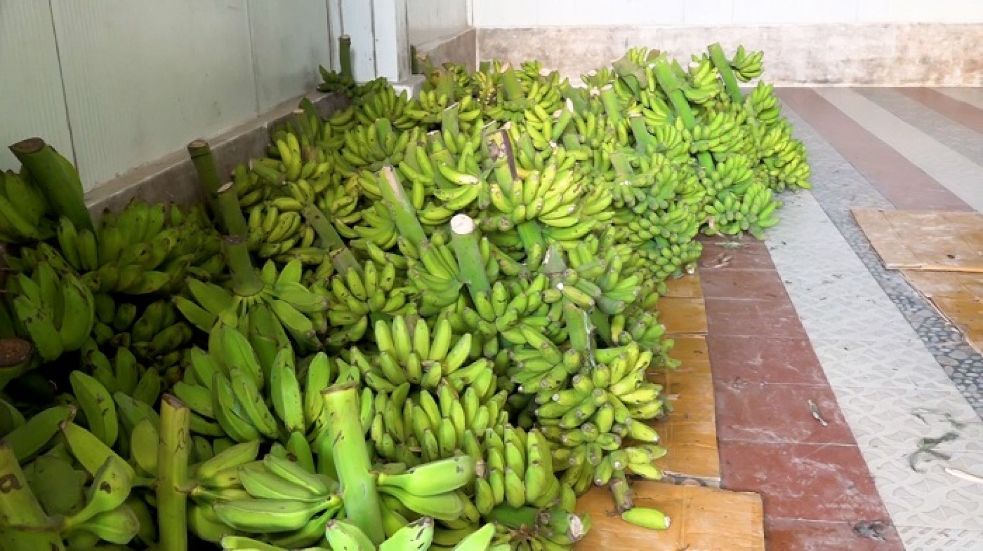 सरकारको अदूरदर्शी निर्णयले ४० प्रतिशतले बढ्यो केराको मूल्य, राज्यलाई दैनिक ५० लाख घाटा