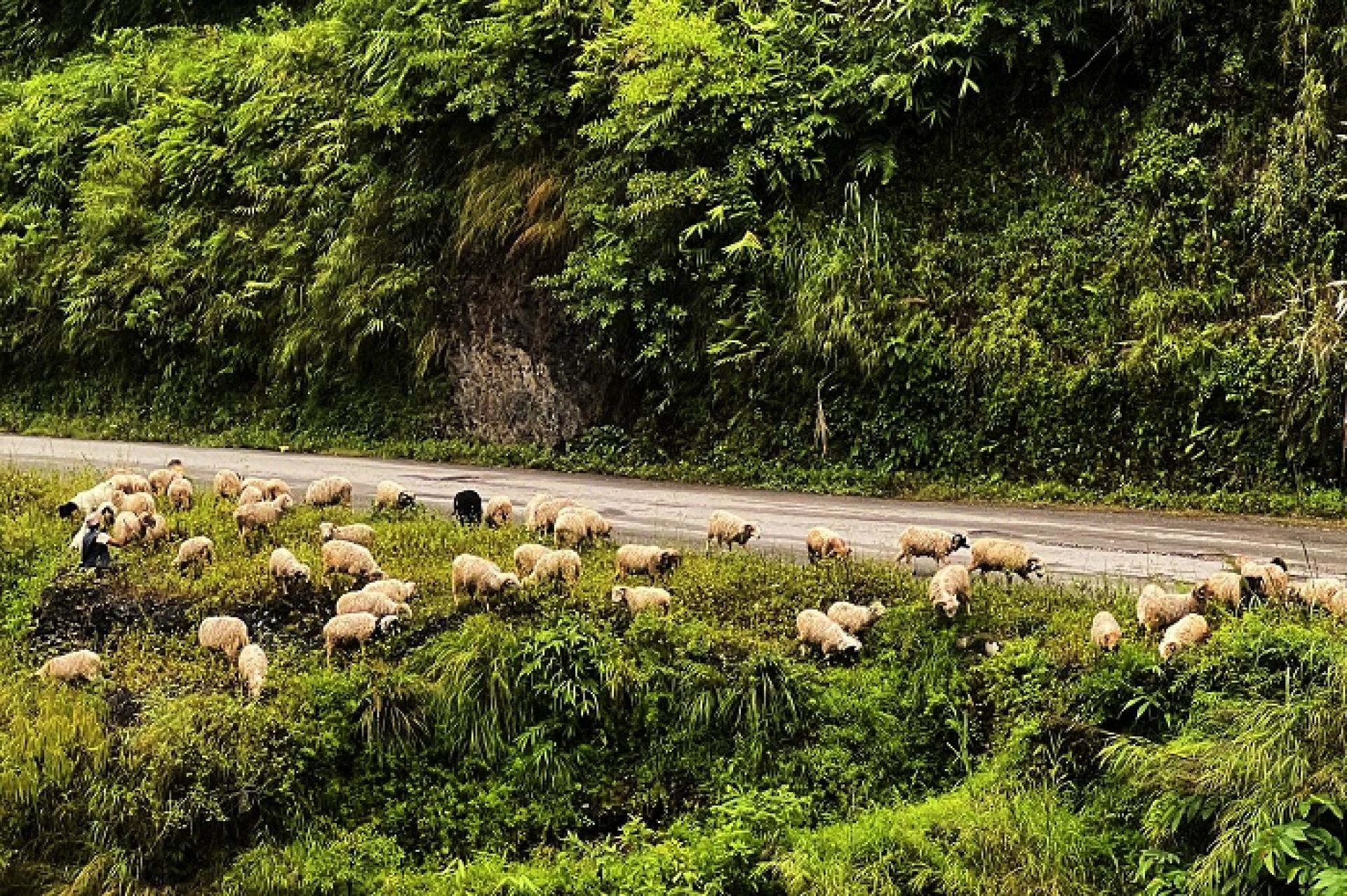 भेडाच्याङ्ग्राको व्यापार घट्दा व्यवसायी चिन्तित