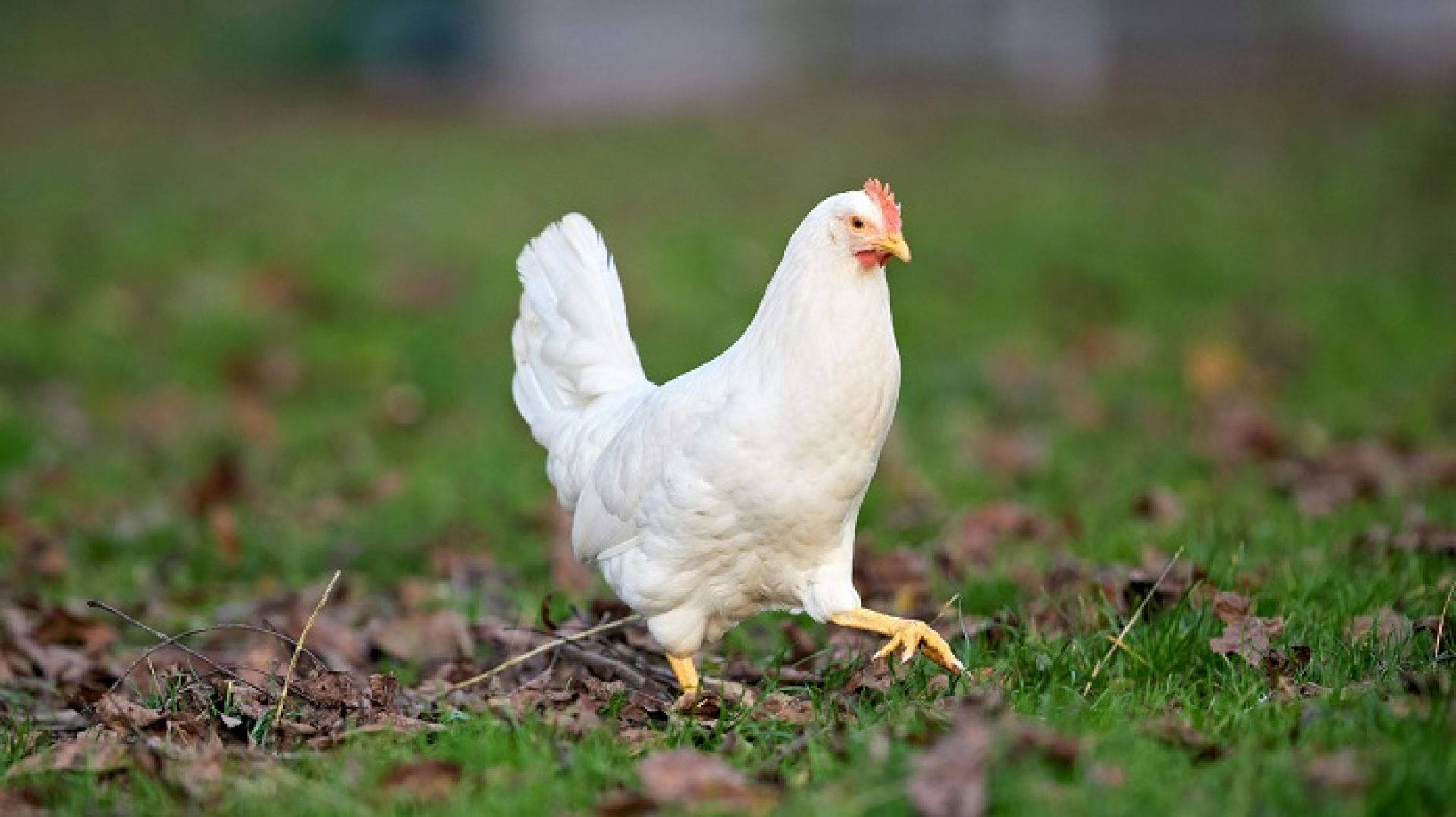 नेपालमा बर्डफ्लुको महामारीः एक लाख ३० हजारभन्दा बढी पंक्षी नष्ट