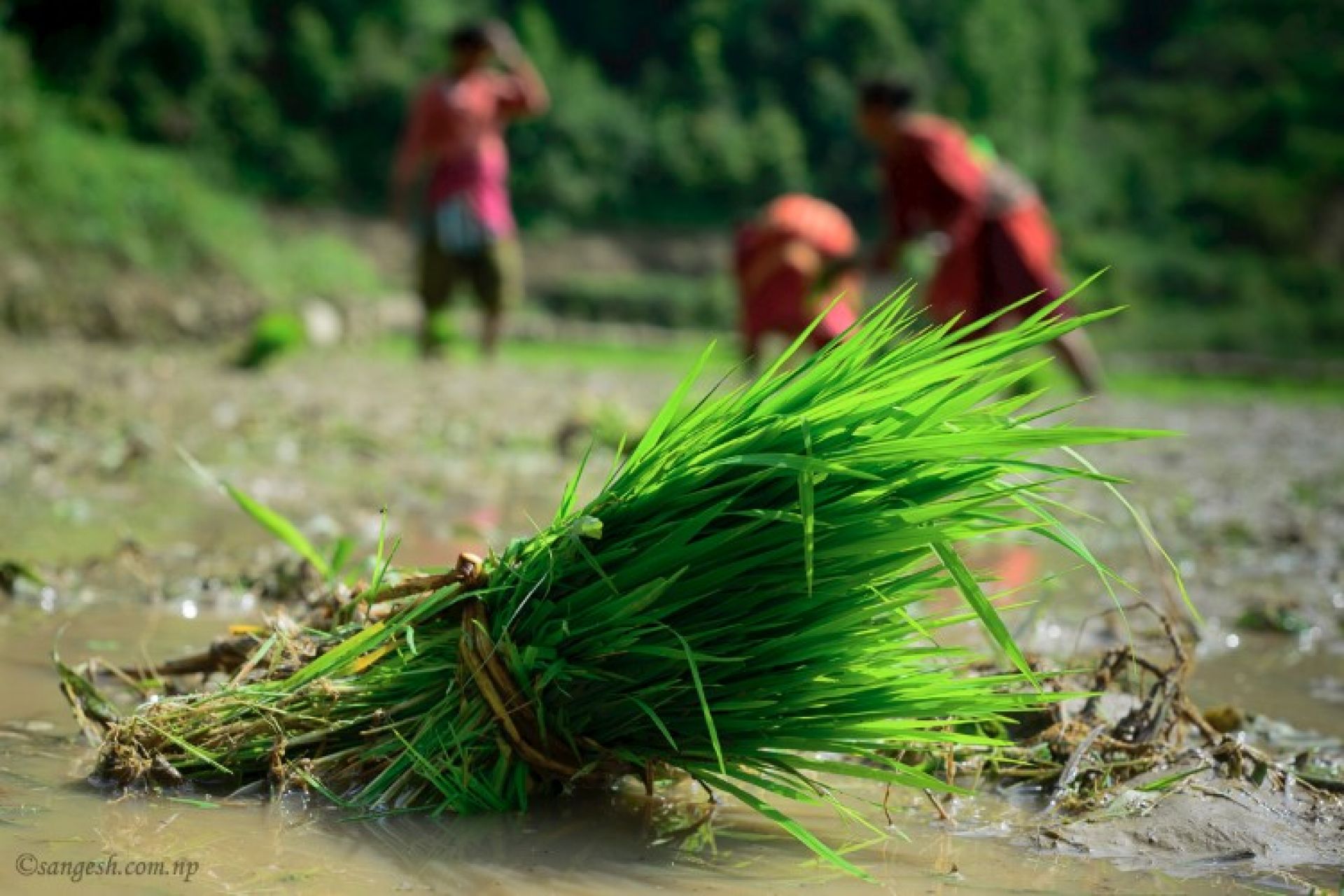 देशभर करिब ७२ प्रतिशत धान रोपाइँ सम्पन्न