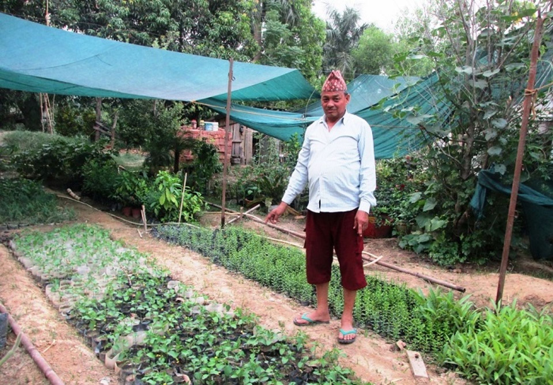 नर्सरी व्यवसायमा धामी परिवारका तीन दशक