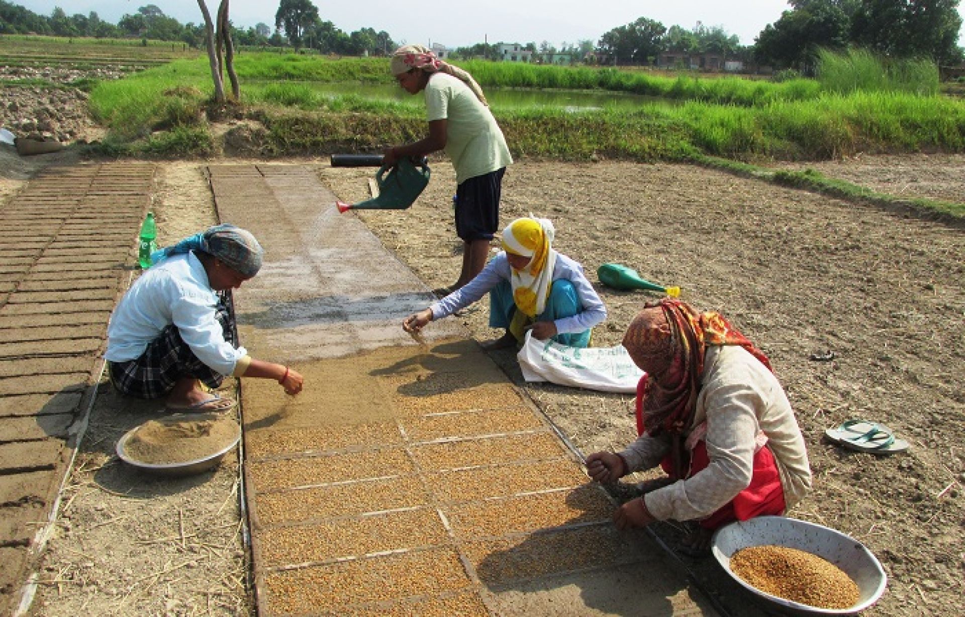 मेसिनद्वारा धान रोपाइँ गर्न ‘ट्रेमा’ बीउ उमार्दै झलारीका किसान