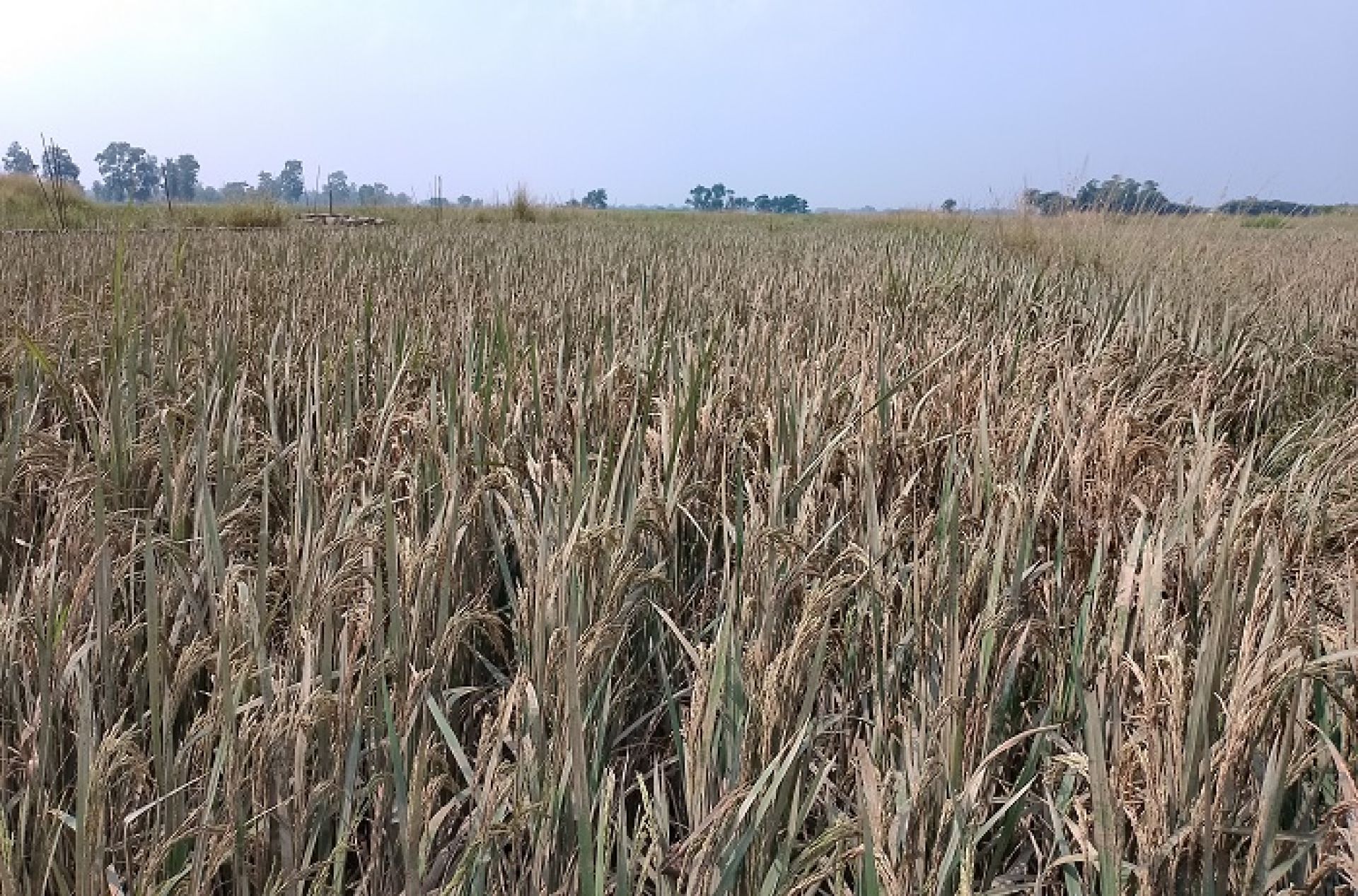 अविरल वर्षापछिको बाढीले आठ करोड बढीको धान बालीमा क्षति