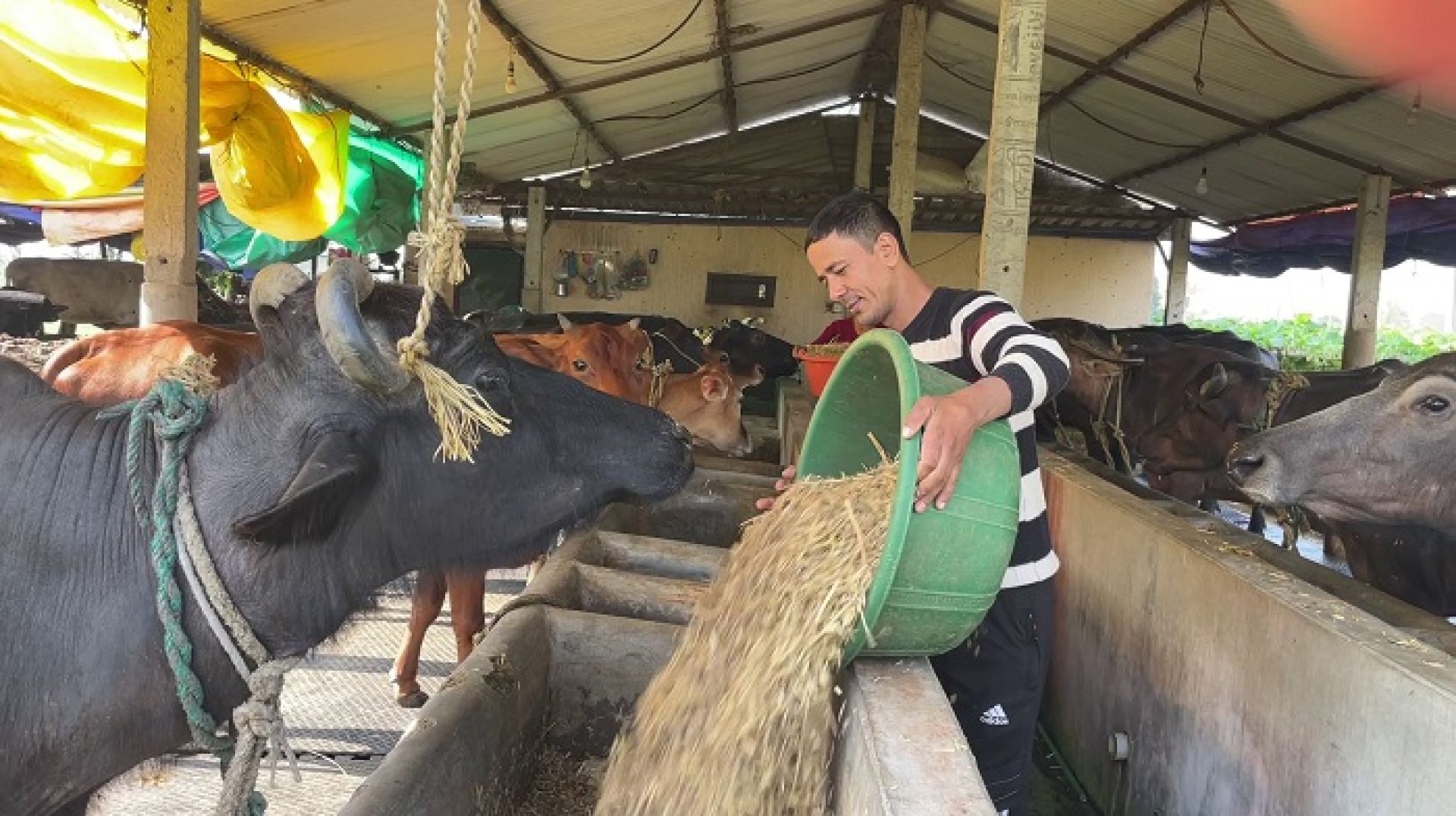 दूध बेचेरै मासिक डेढ लाख कमाउँछन् गैँडाकोटका नारायण पौडेल