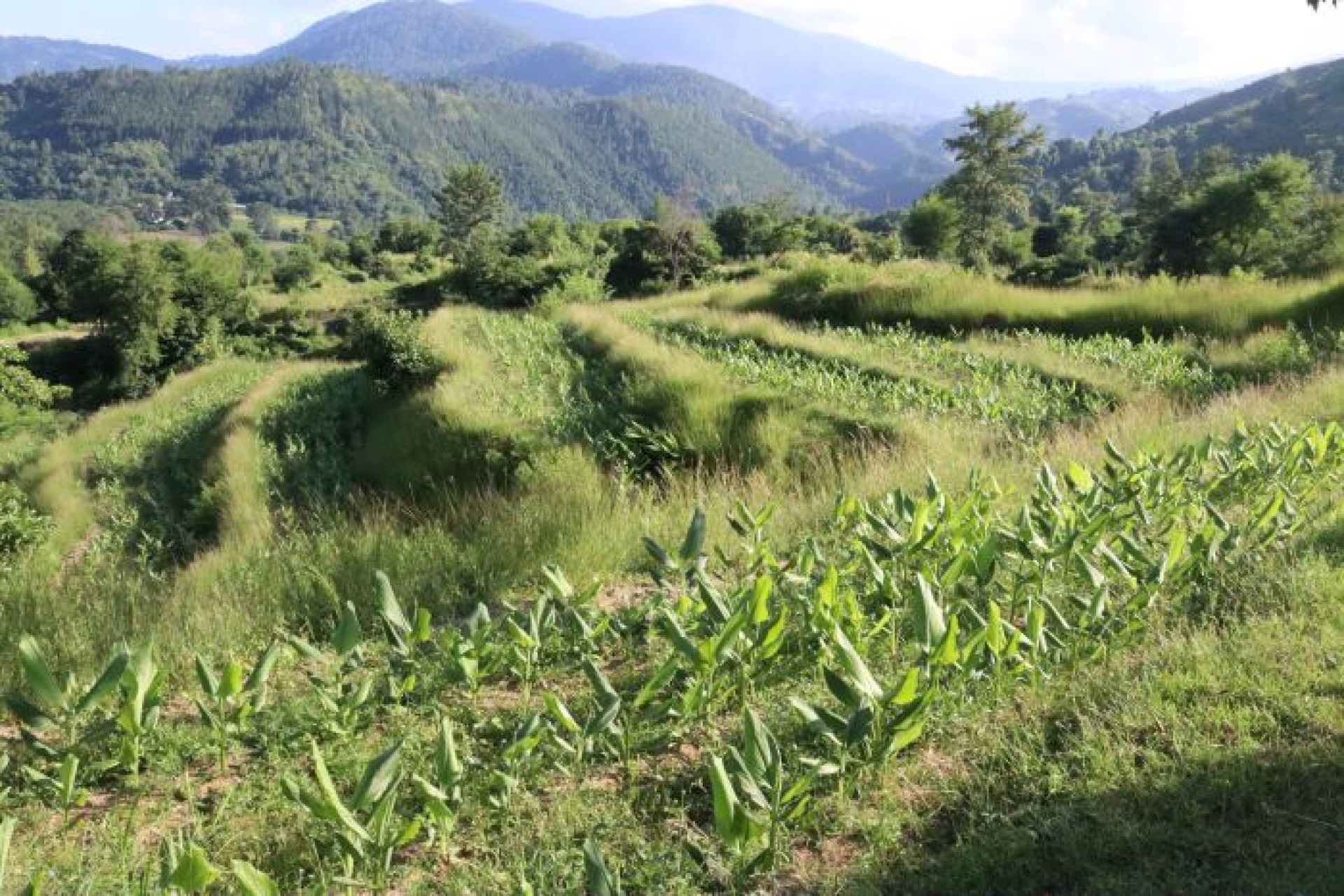 चार युवा मिलेर सुरु गरे व्यावसायिक बेसारखेती