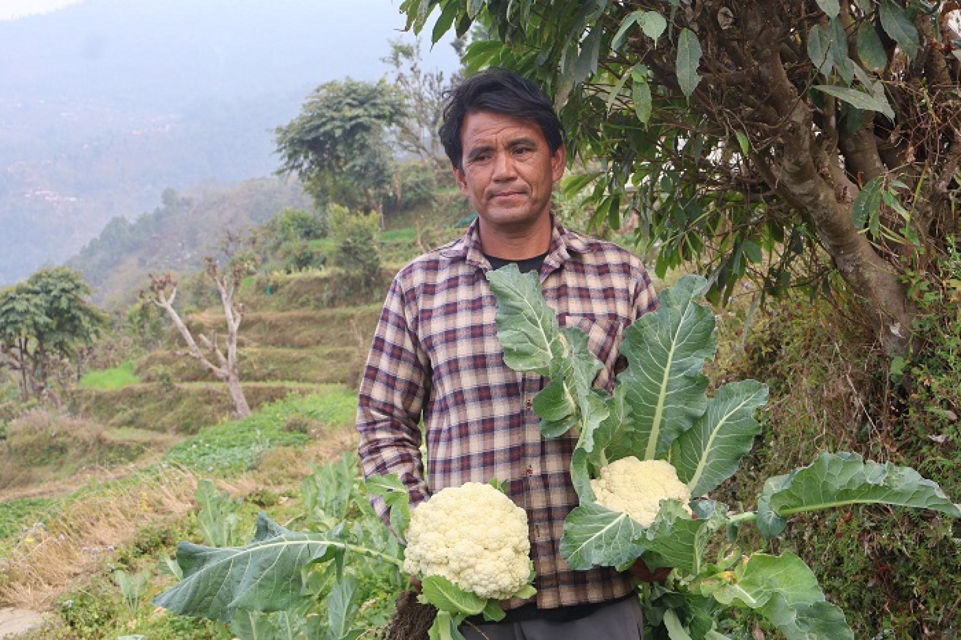 काउली बिक्रीबाट एकै ‘सिजन’मा छ लाख आम्दानी