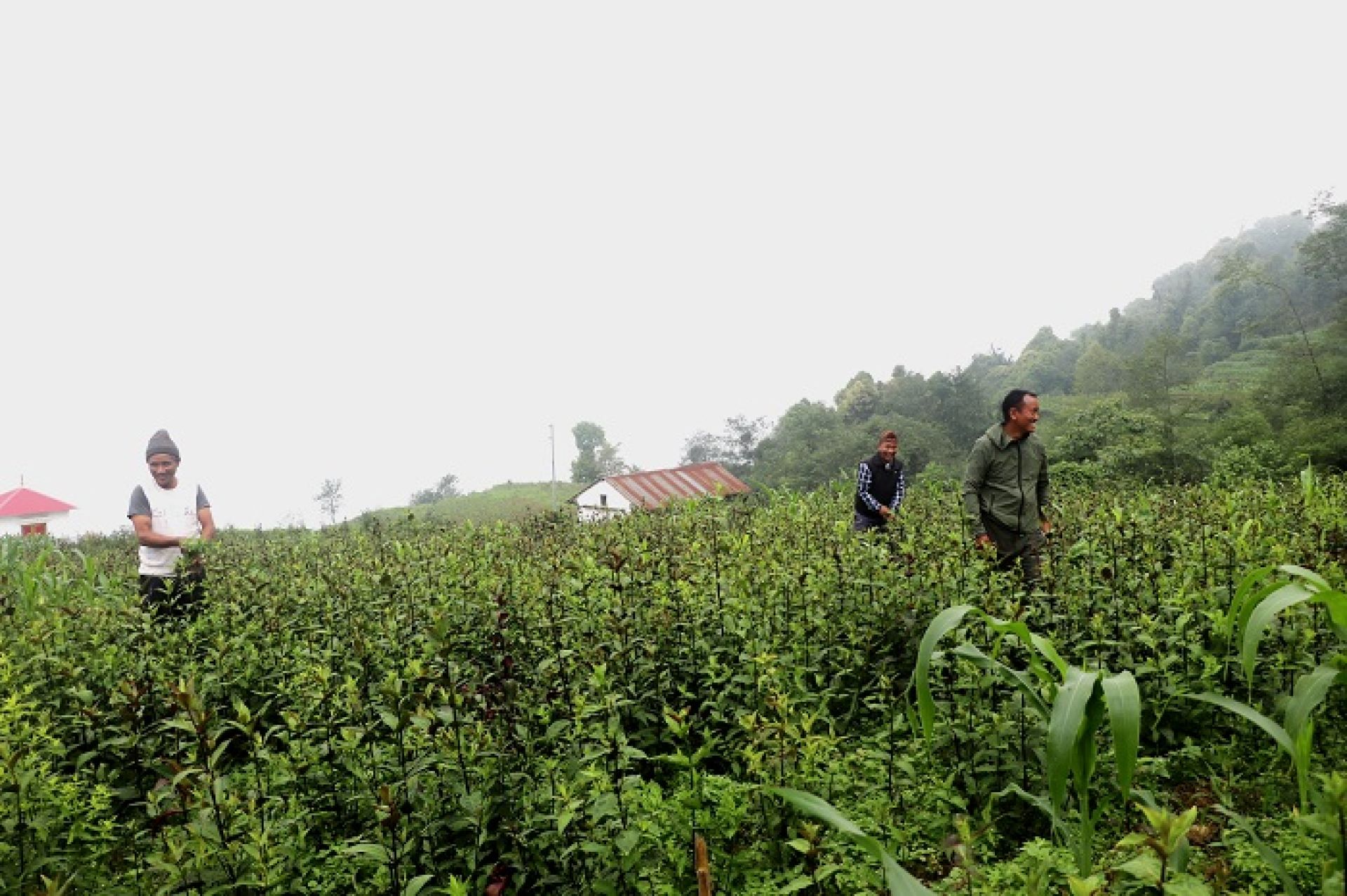 तीनतलेका किसानले व्यवसायिक चिराइतोखेतीबाट १२ लाखसम्म आम्दानी लिँदै