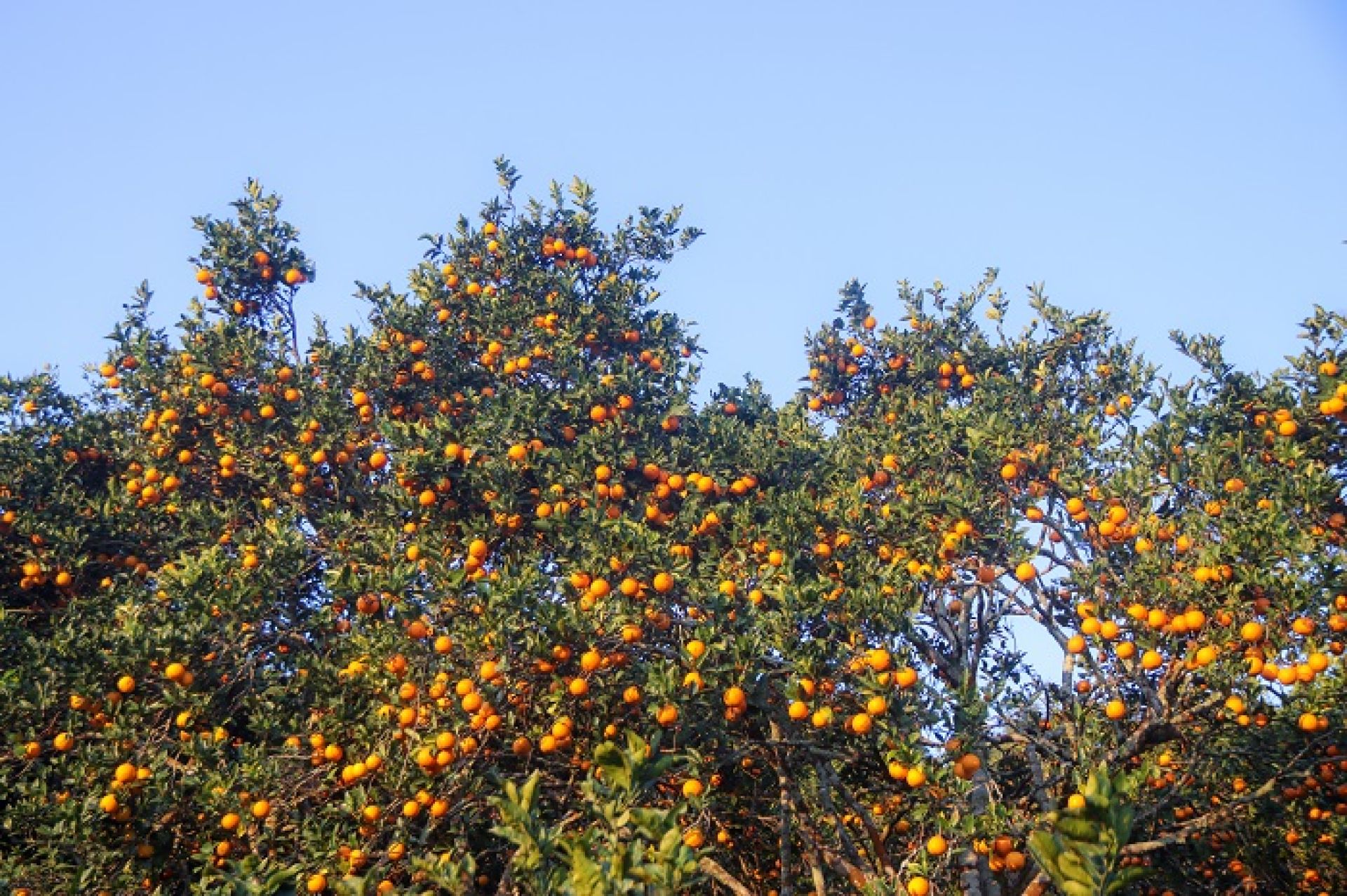 सिन्धुलीमा जुनार प्रर्वद्धन मेला, राष्ट्रिय तथा अन्तर्राष्ट्रिय बजारमा चिनाउने लक्ष्य