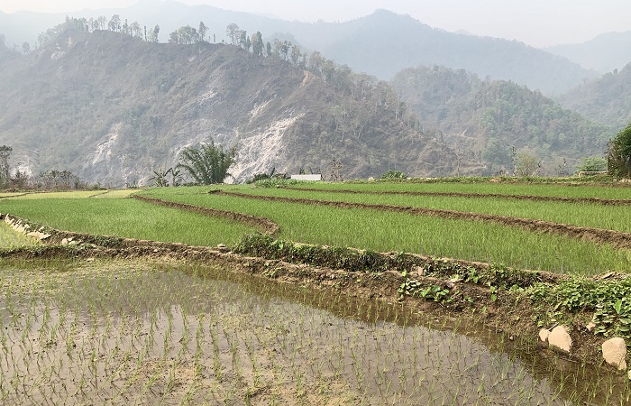 चैते धान प्रवर्द्धन गर्न कृषकलाइ अनुदान
