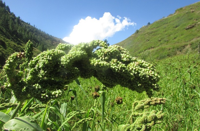 कर्णालीमा कृषिः लगानी बढ्दो, उत्पादन घट्दो 