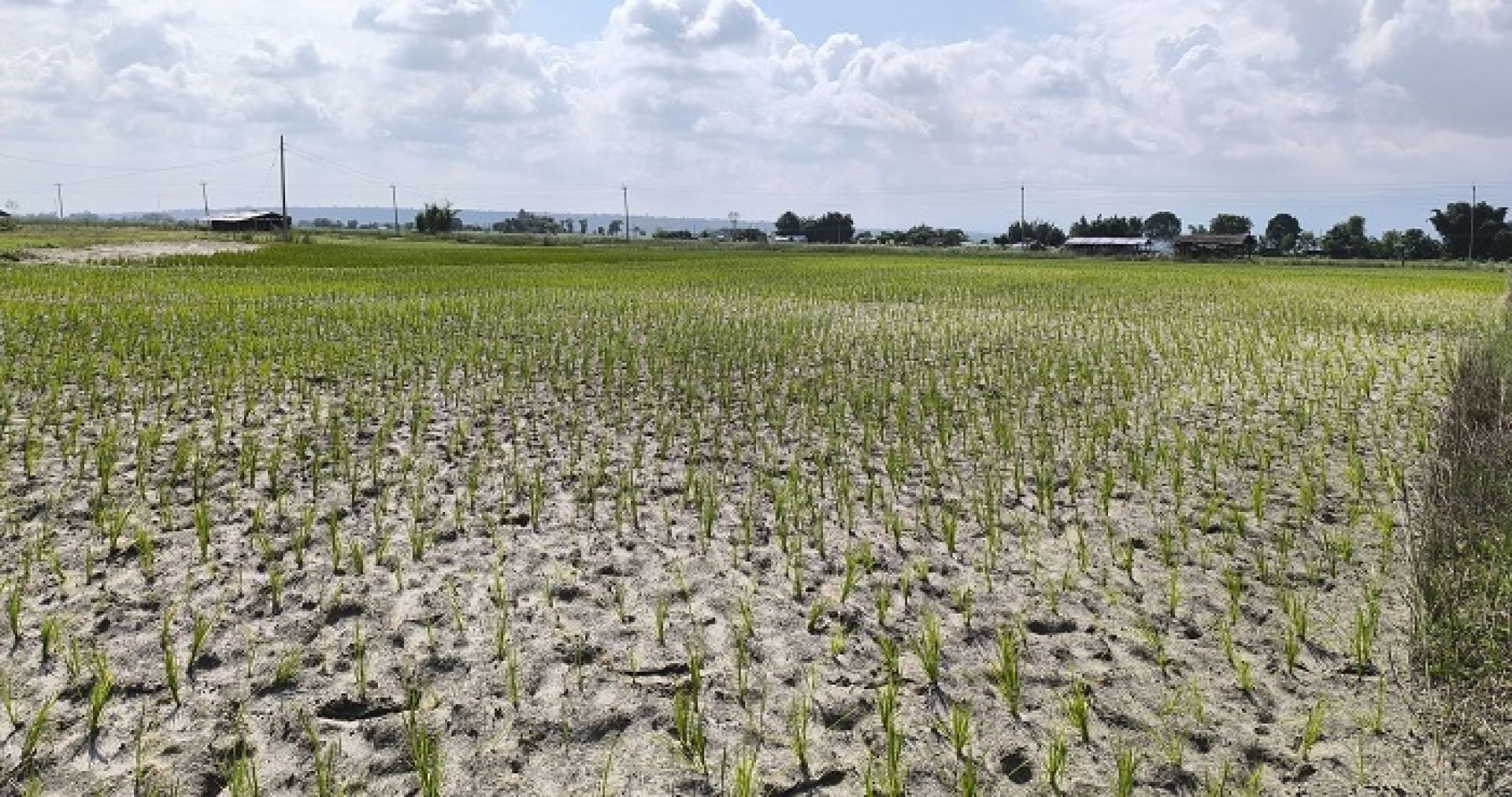 मधेश प्रदेशमा असारमै खडेरीः करिब ३४ प्रतिशत मात्रै धान रोपाइँ