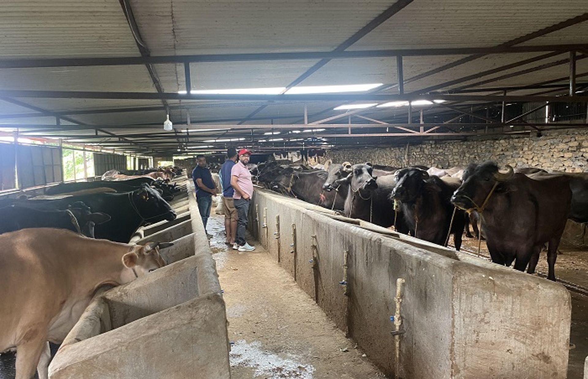 ‘भैँसी सुत्केरी भत्ता’ कार्यक्रमले ल्याएको खुसी