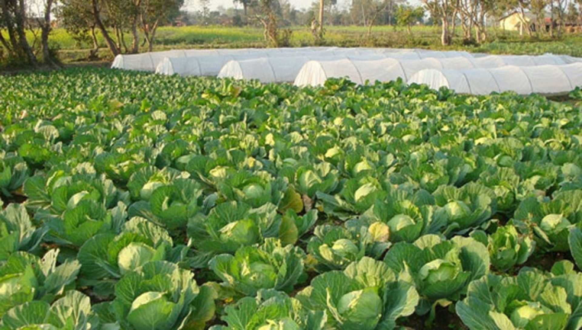 सिङ्गो गाउँ नै तरकारीखेतीमाः वार्षिक भित्रिन्छ ८० लाख