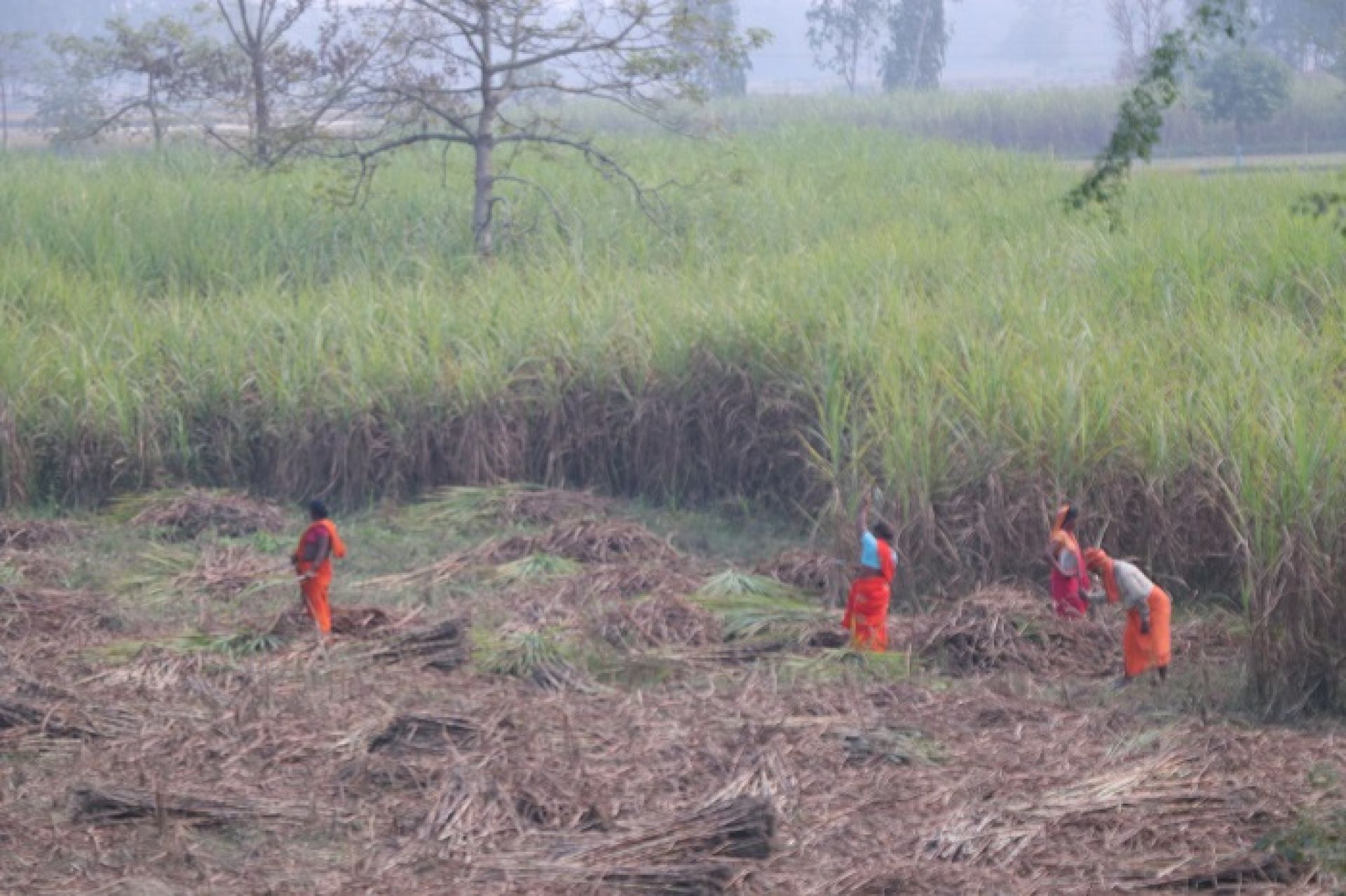 समयमै भुक्तानी हुन थालेपछि उत्साहित किसान, पुन: नगदेबालीको पहिचान बनाउँदै उखुखेती !
