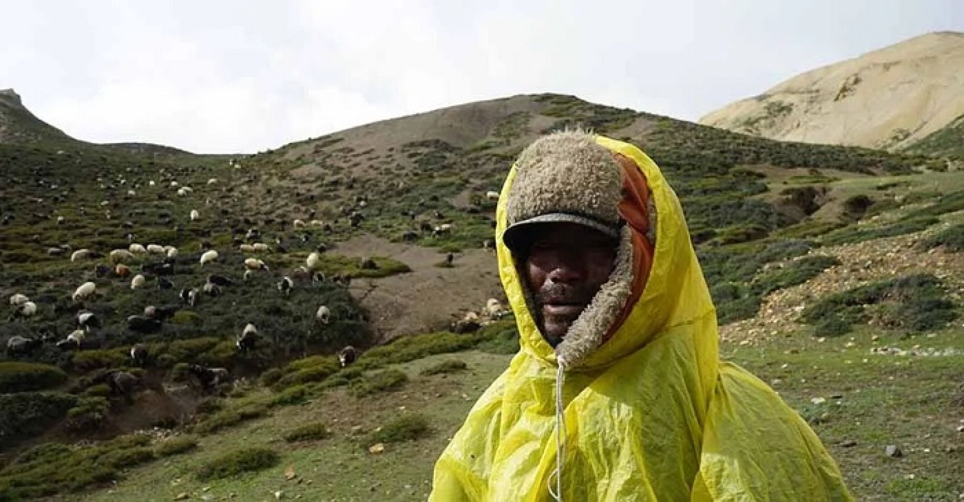 सयौँ भेडा र च्याङ्ग्रा हेर्ने हिमाली गोठाला कमाउँछन् वार्षिक एक लाख ५० हजार