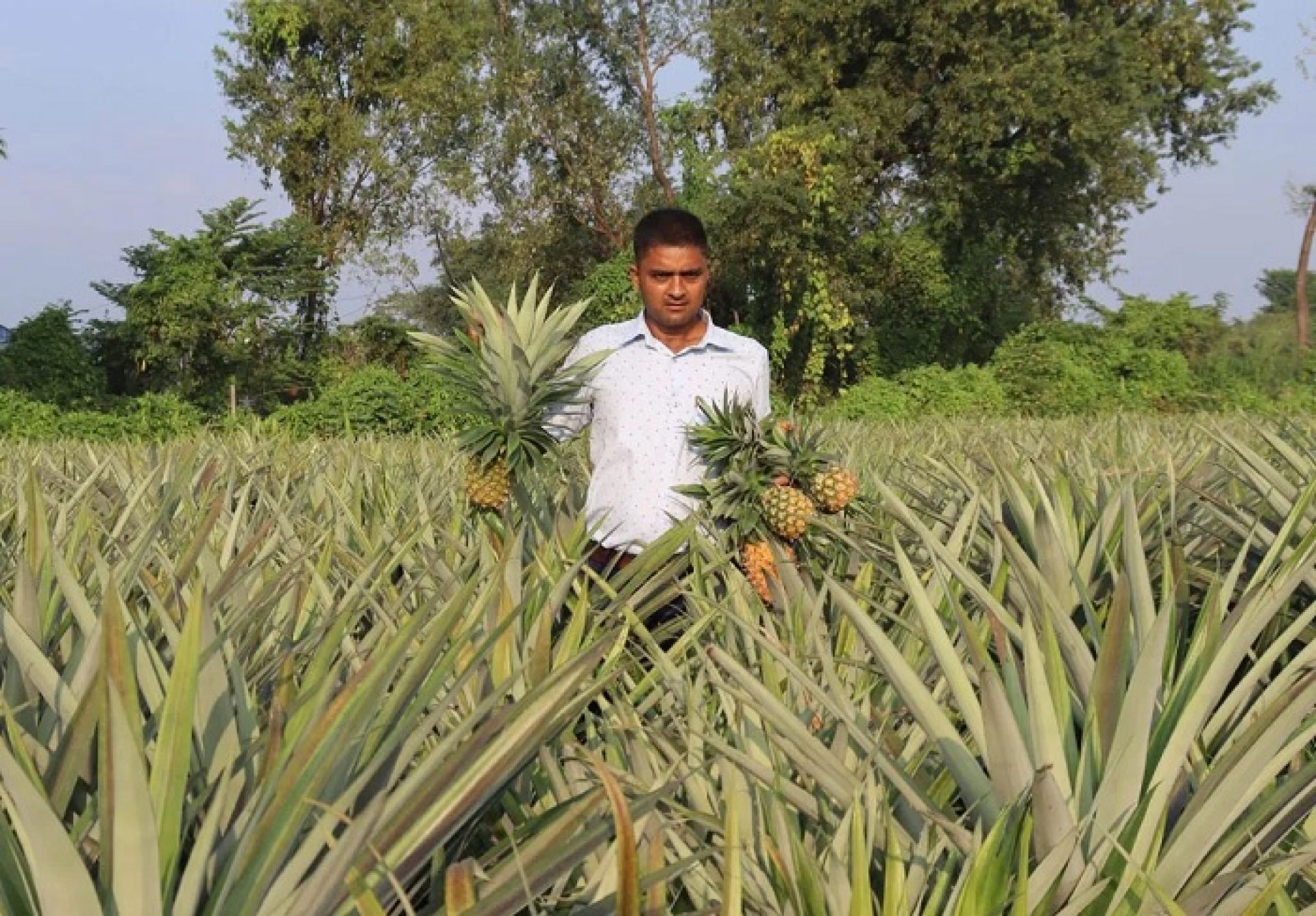 भुइँकटहर खेतीबाट वार्षिक १५ लाखसम्म आम्दानी गर्दै विष्ट