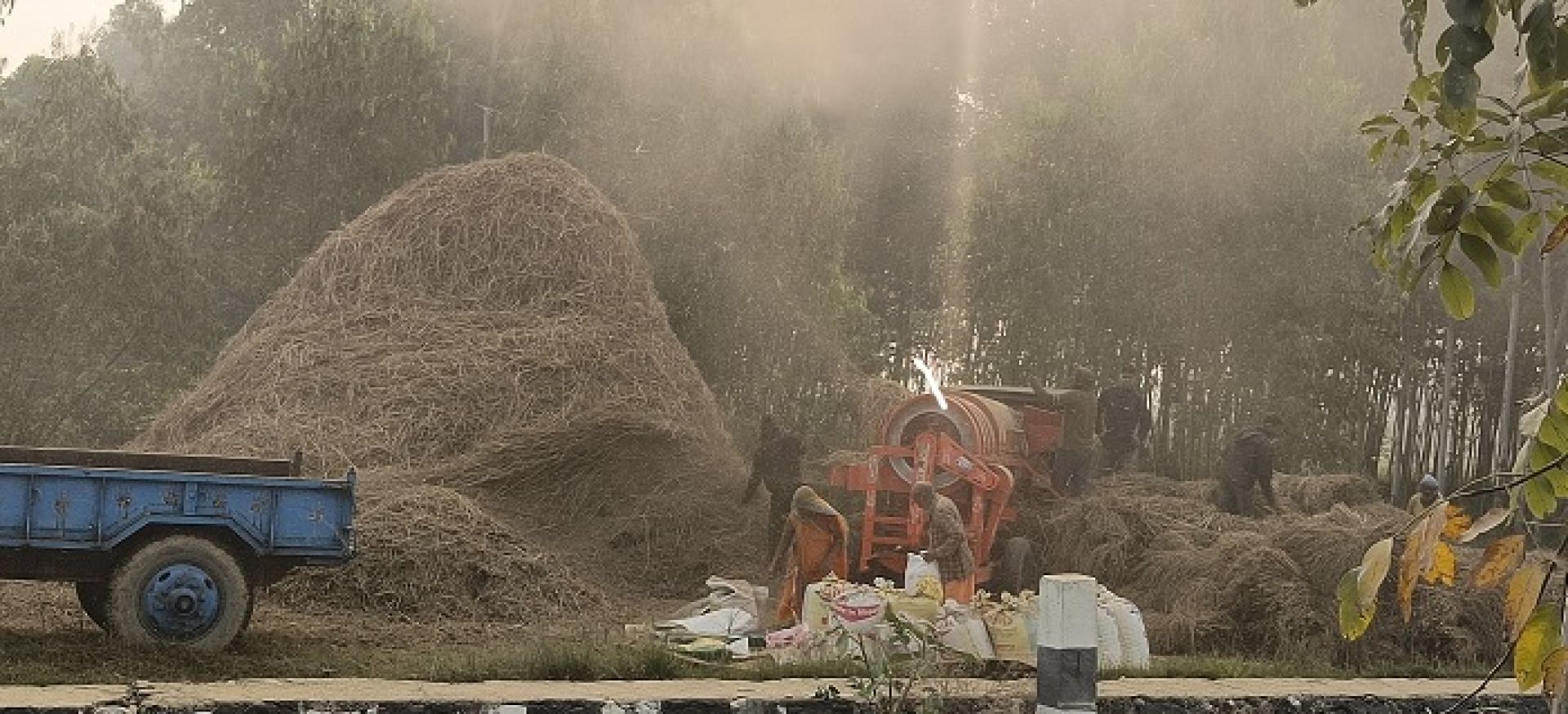 थ्रेसर मेशिन र ट्रयाक्टरले धान चुट्न थालेपछि लोप हुँदै दाइँ गर्ने परम्परा 