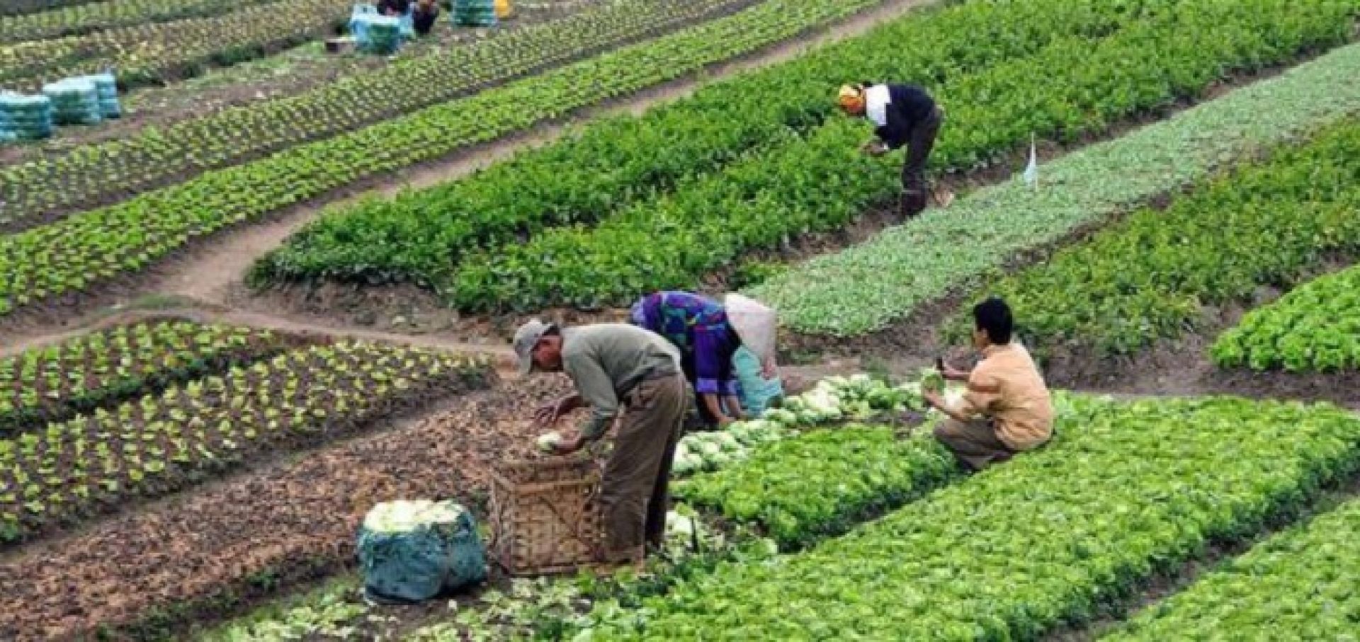 कृषि गणना २०७८: प्रदेशमा कृषिबाटै खान नपुग्ने परिवार ५६ प्रतिशत