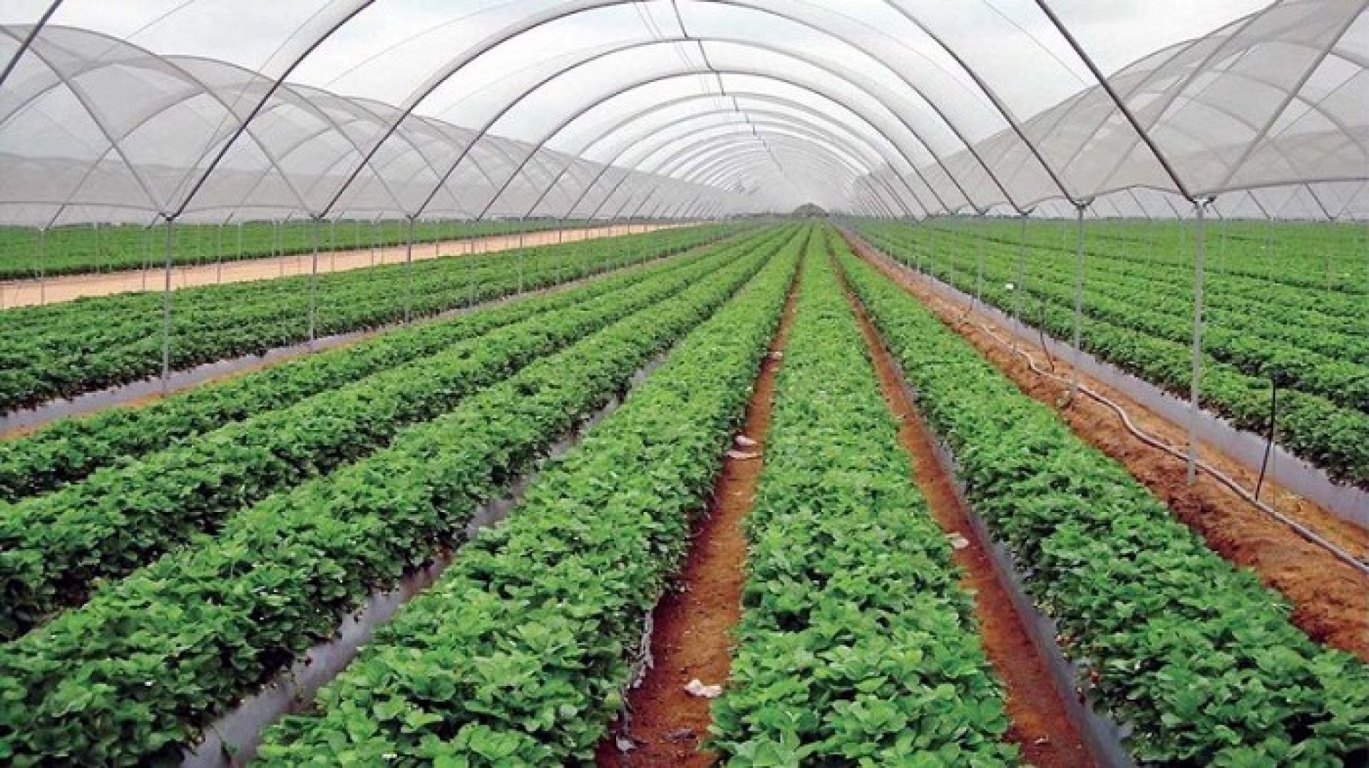 विदेशको मोह छाडेर कृषि कर्मः वार्षिक ३० लाखसम्म आम्दानी