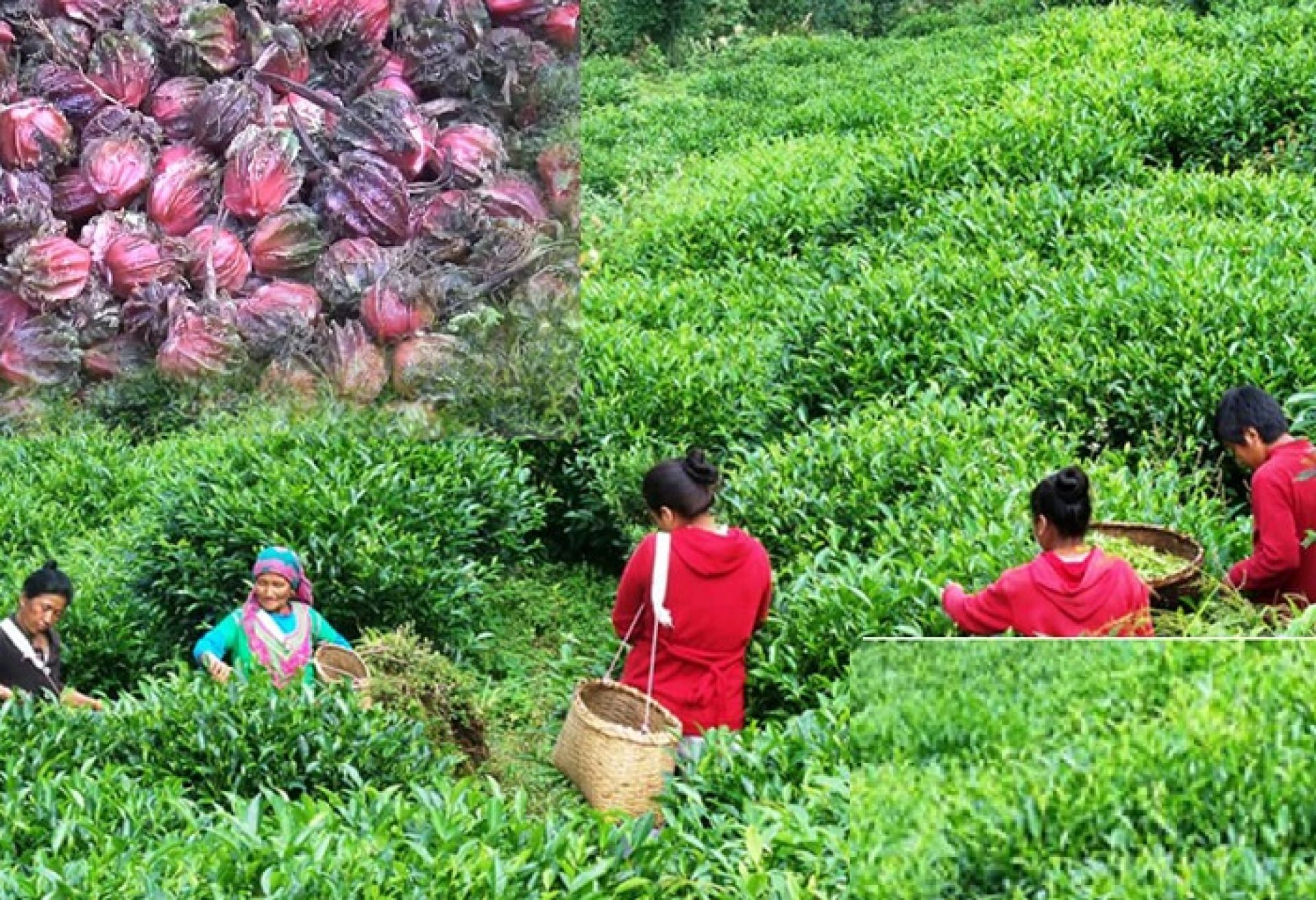 पन्ध्र अर्बको चिया, अलैची र अदुवा निर्यात