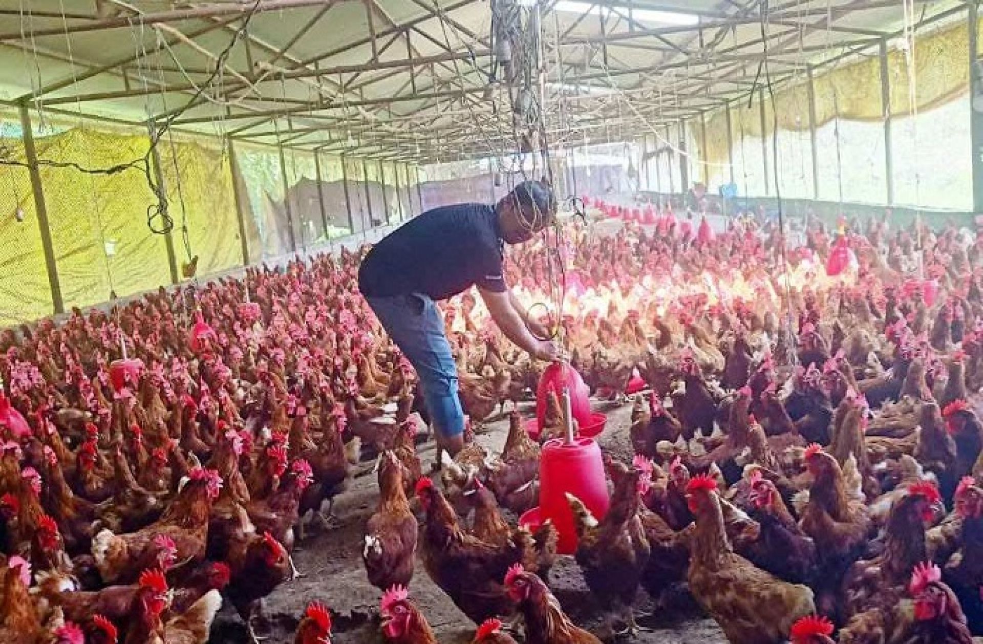 एक करोड ५० लाखको लगानीमा कुखुरापालन गर्दै उद्यमी शर्मा