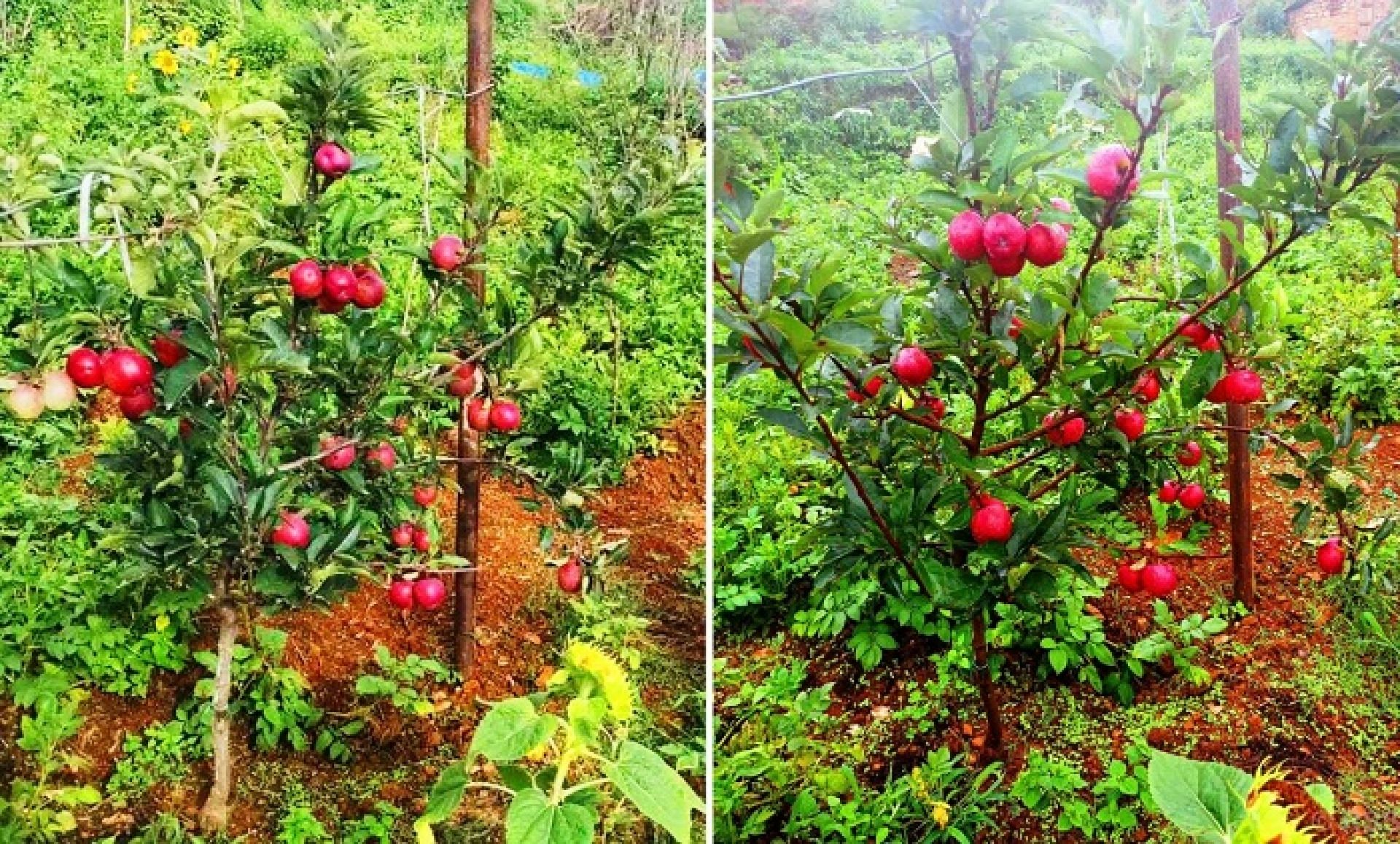 एकै वर्षमा स्याउ फलेपछि किसान उत्साहित