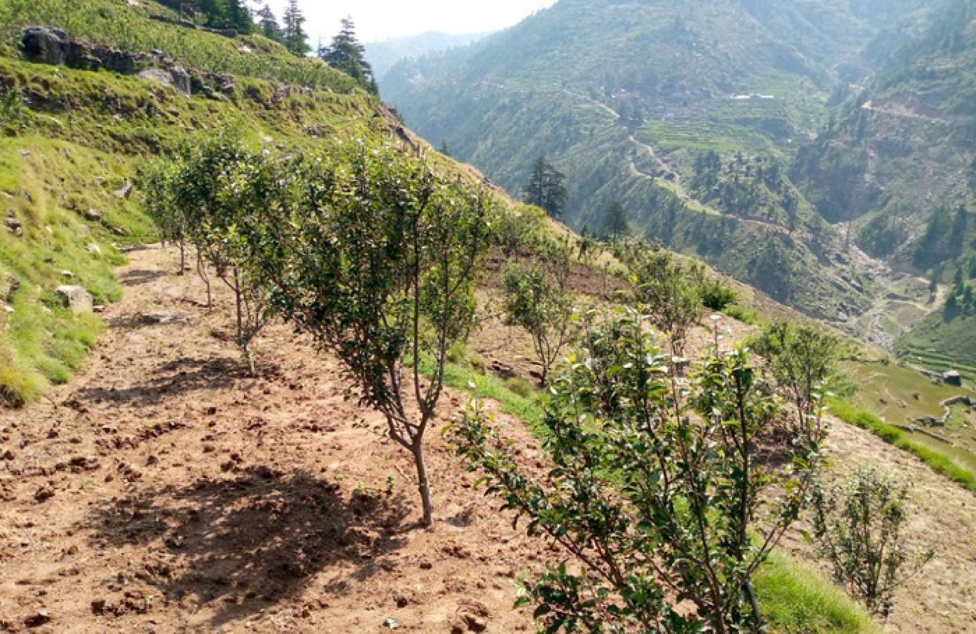 जुम्लामा श्रमदानबाट स्याउका बिरुवा उत्पादन