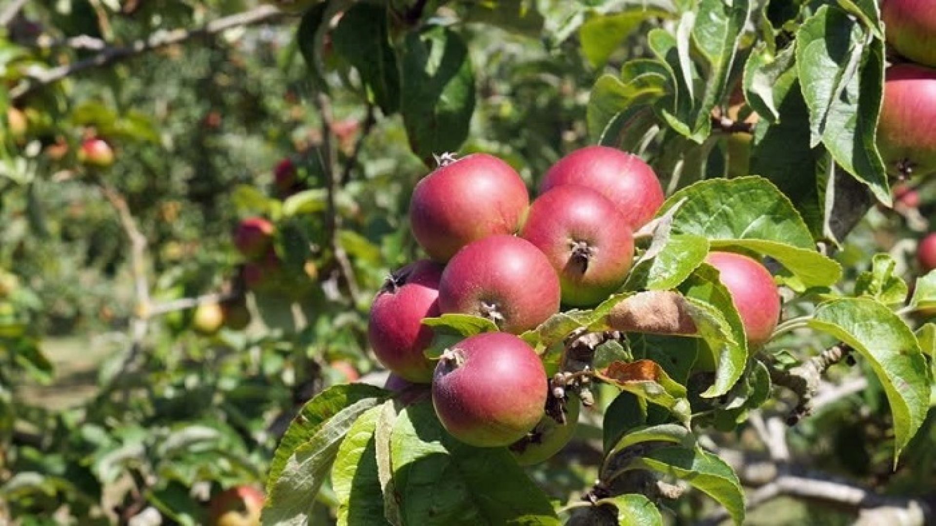 बाजुराको अर्गानिक स्याउ बिक्रीबाट डेढ करोड आम्दानी, अधिकांश जिल्लामा निर्यात