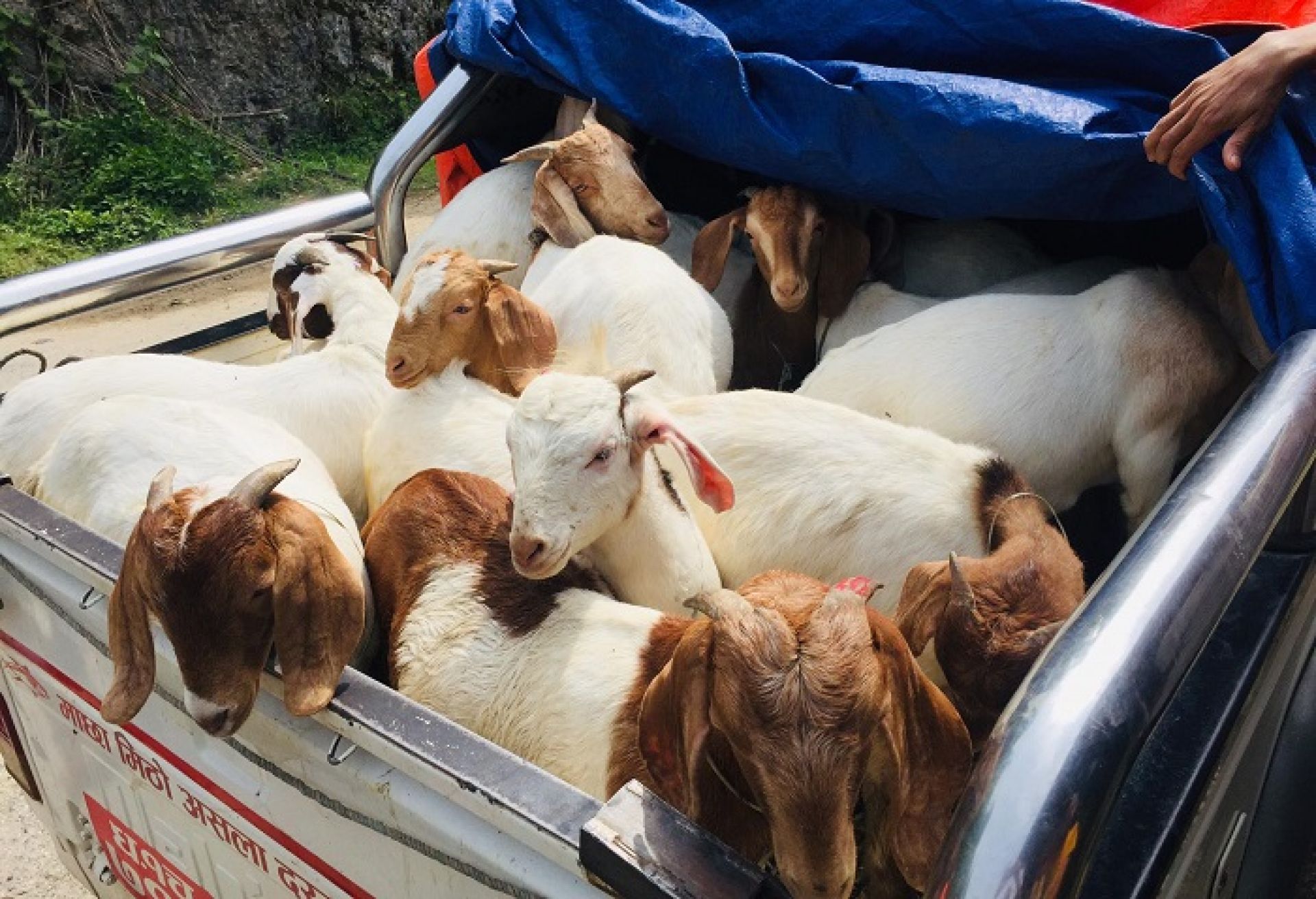 विदेशको जागिर छाडेर बाख्रा र माहुरीपालन, वर्षमा १५ लाखसम्मको कारोबार