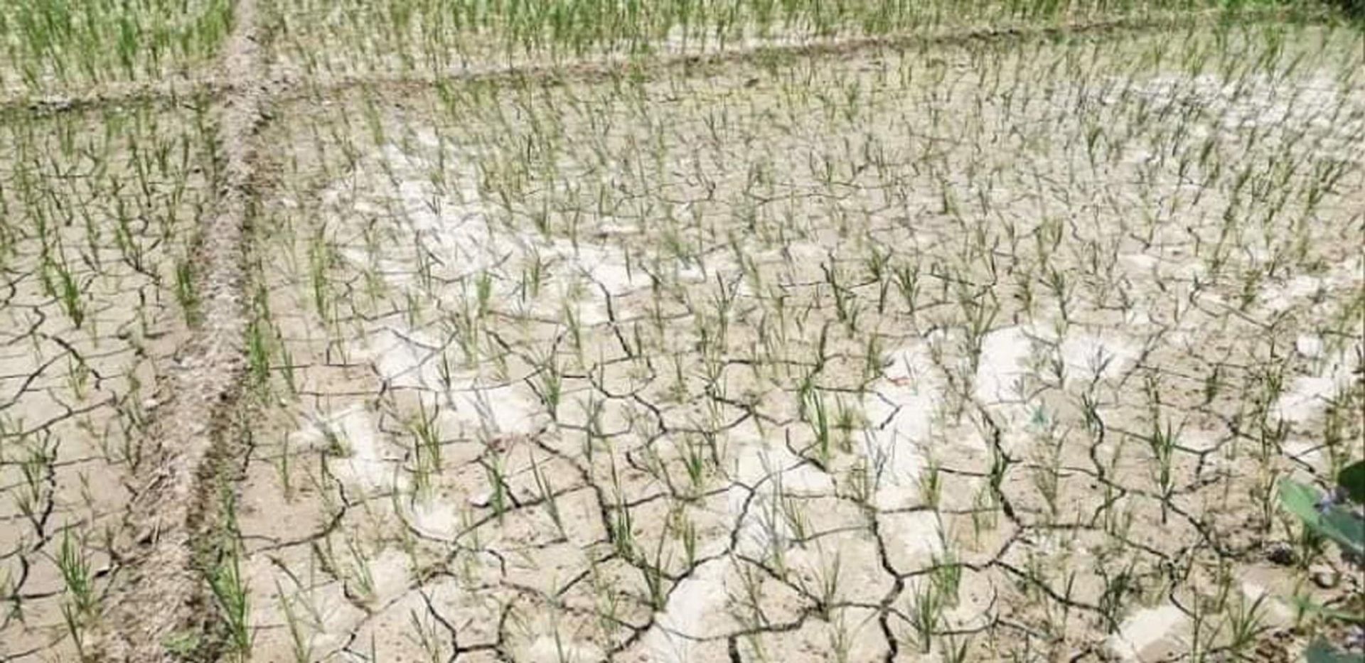 खडेरीले खेतबारीमै सुक्न थाल्यो बाली