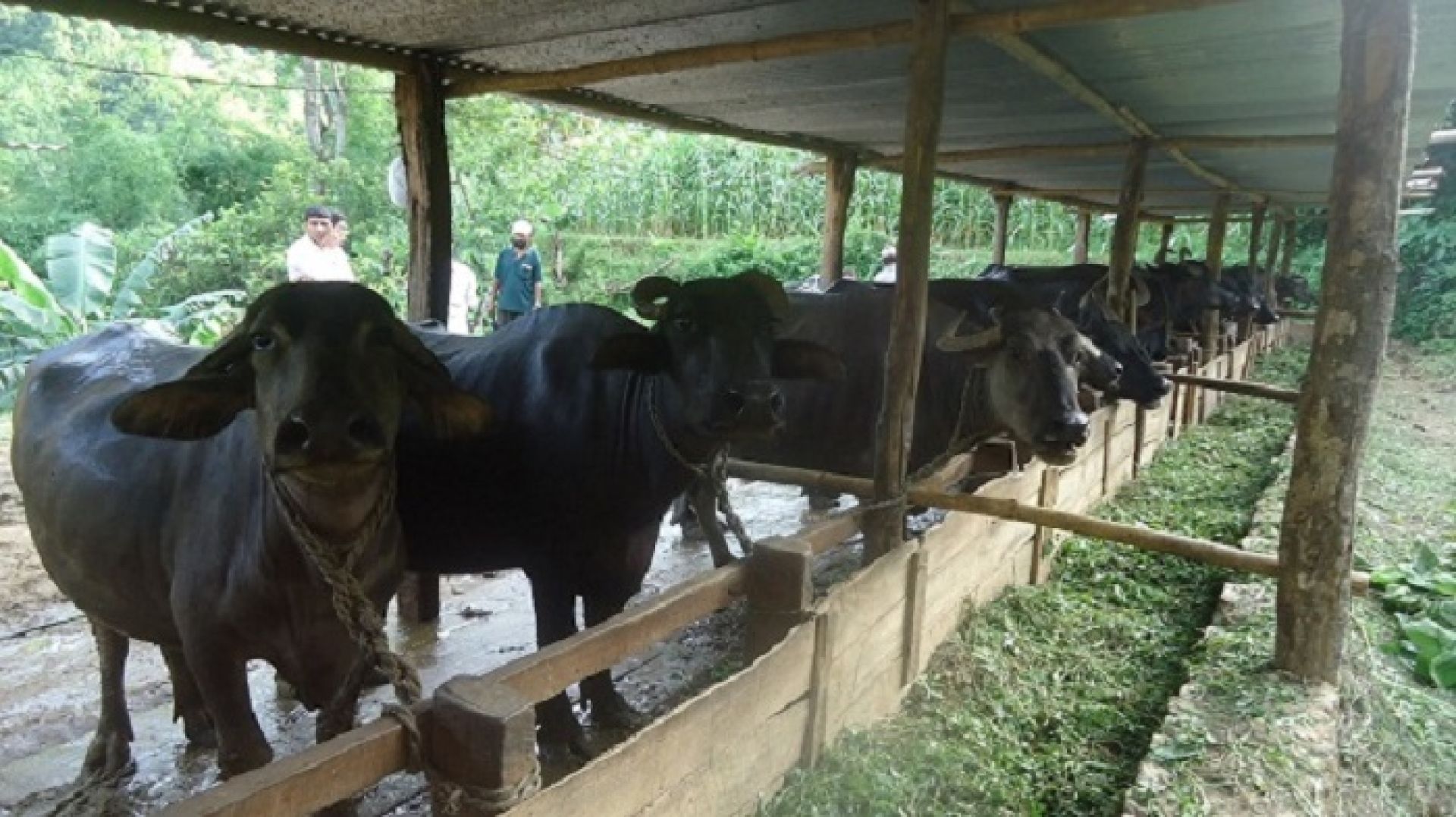 इच्छाकामना गाउँपालिकाले ल्यायो गाईभैँसीको बिमा र सुत्केरी स्याहार भत्ता कार्यक्रम 