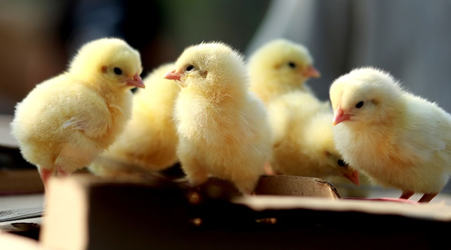 चल्लाले मूल्य नपाएपछि चल्न सकेनन् ह्याचरी उद्योग,  ३१७ उद्योग बन्द भए