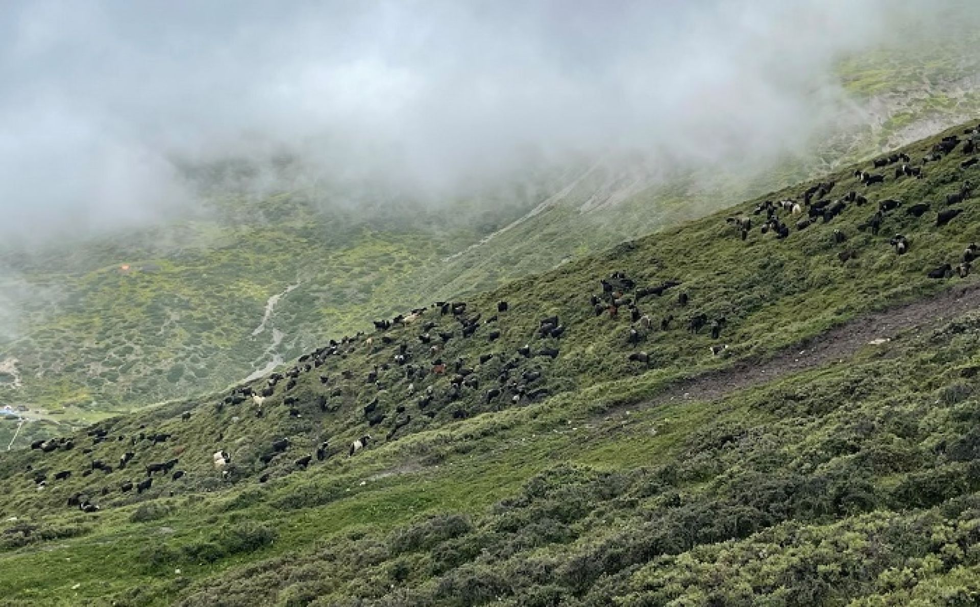 दशैँका लागि कोरला नाका हुँदै भित्रिन थाले च्याङ्ग्राः अनलाइन डेलिभरी हुने, मूल्य बढ्ने अनुमान