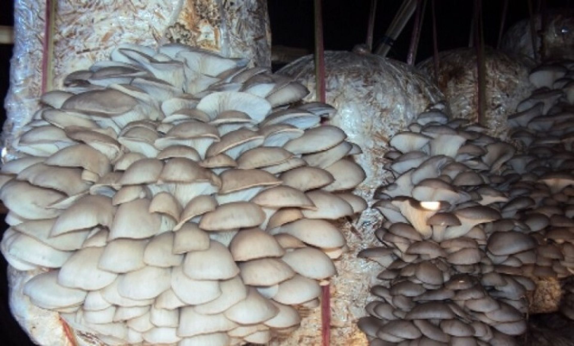 च्याउखेतीमा रमाएका ठकुरी, वार्षिक दश लाखसम्म आम्दानी गर्दै