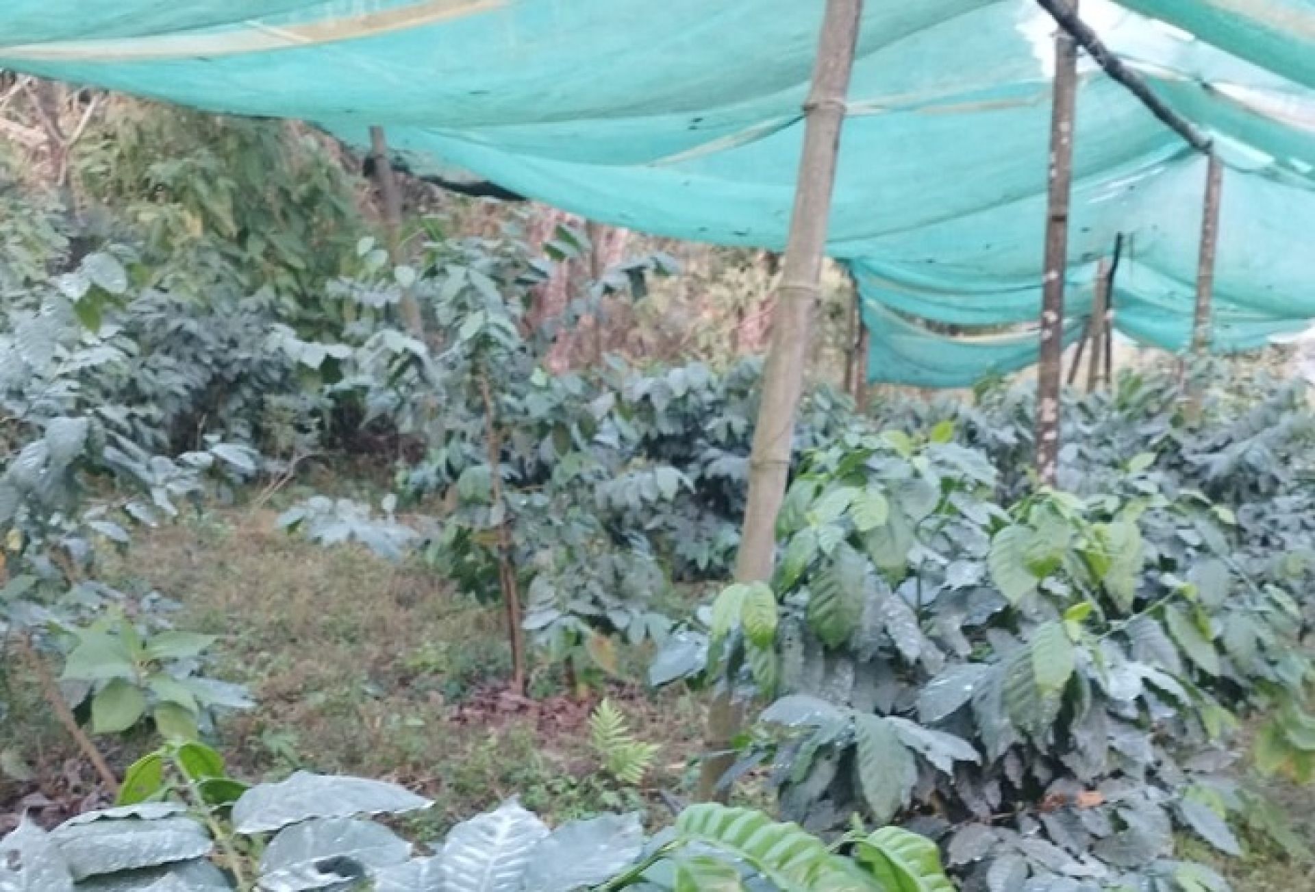 लेटाङमा व्यावसायिक कफीखेती, एकै वडाका १२० परिवार खेतीमा तल्लीन