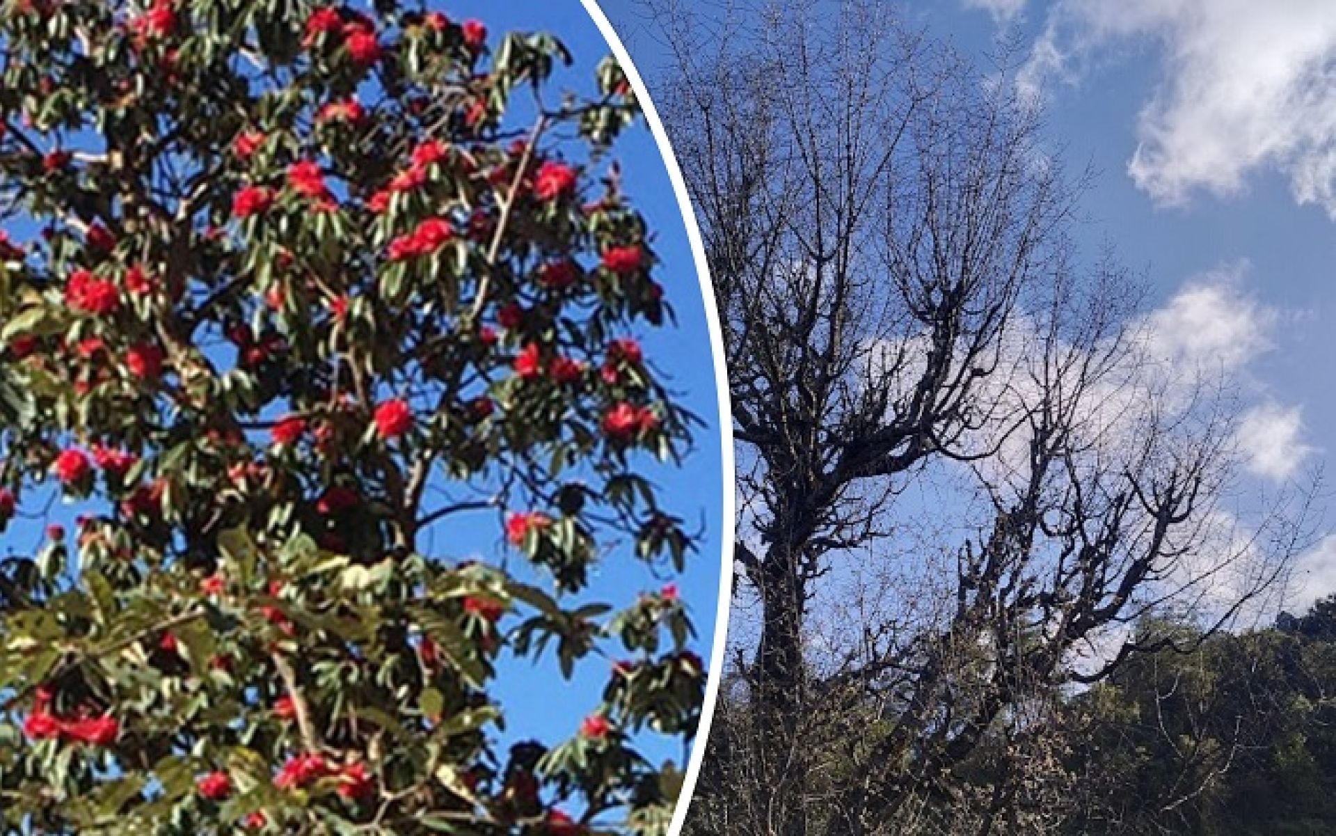 जलवायु परिवर्तनको असरः समय अगावै फुल्दै गुराँस, हराउँदै पैयुँ