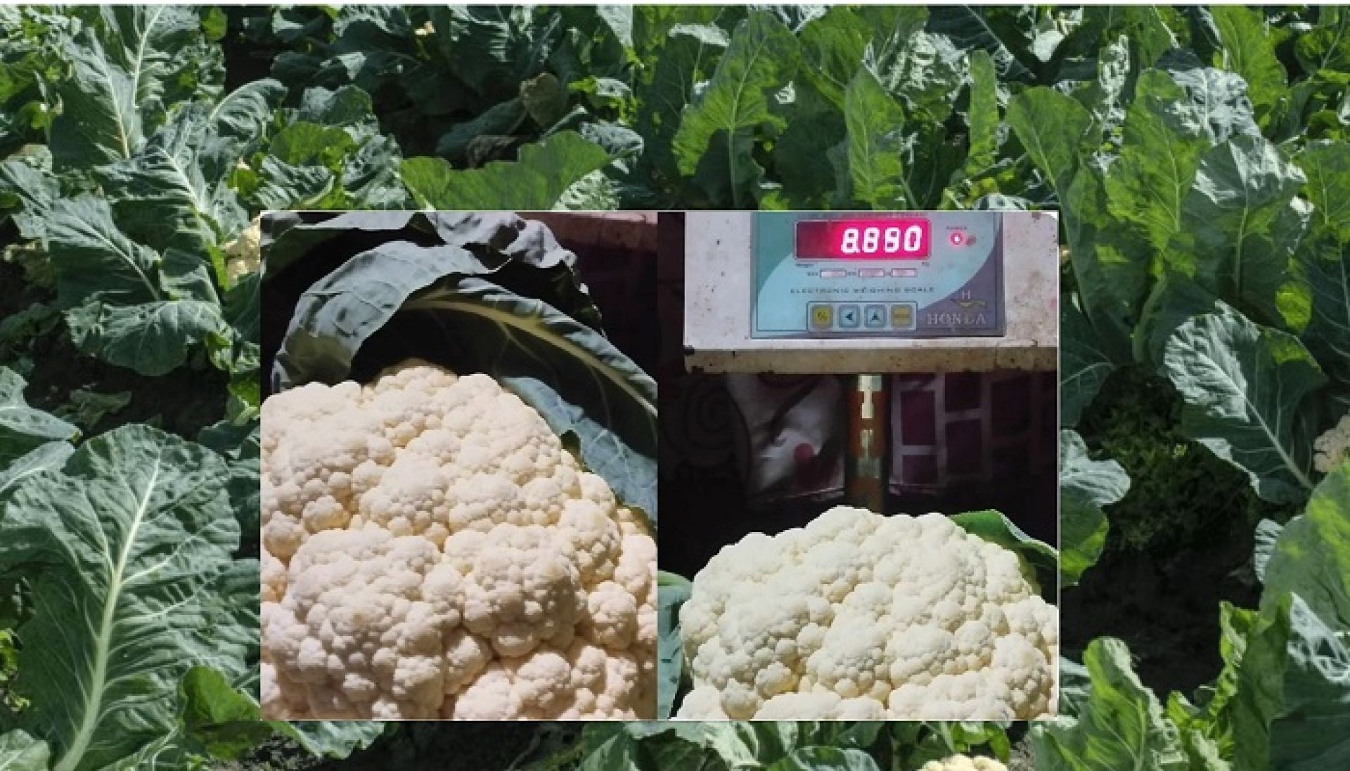 पदमले फलाए नौ किलोको एउटै काउली