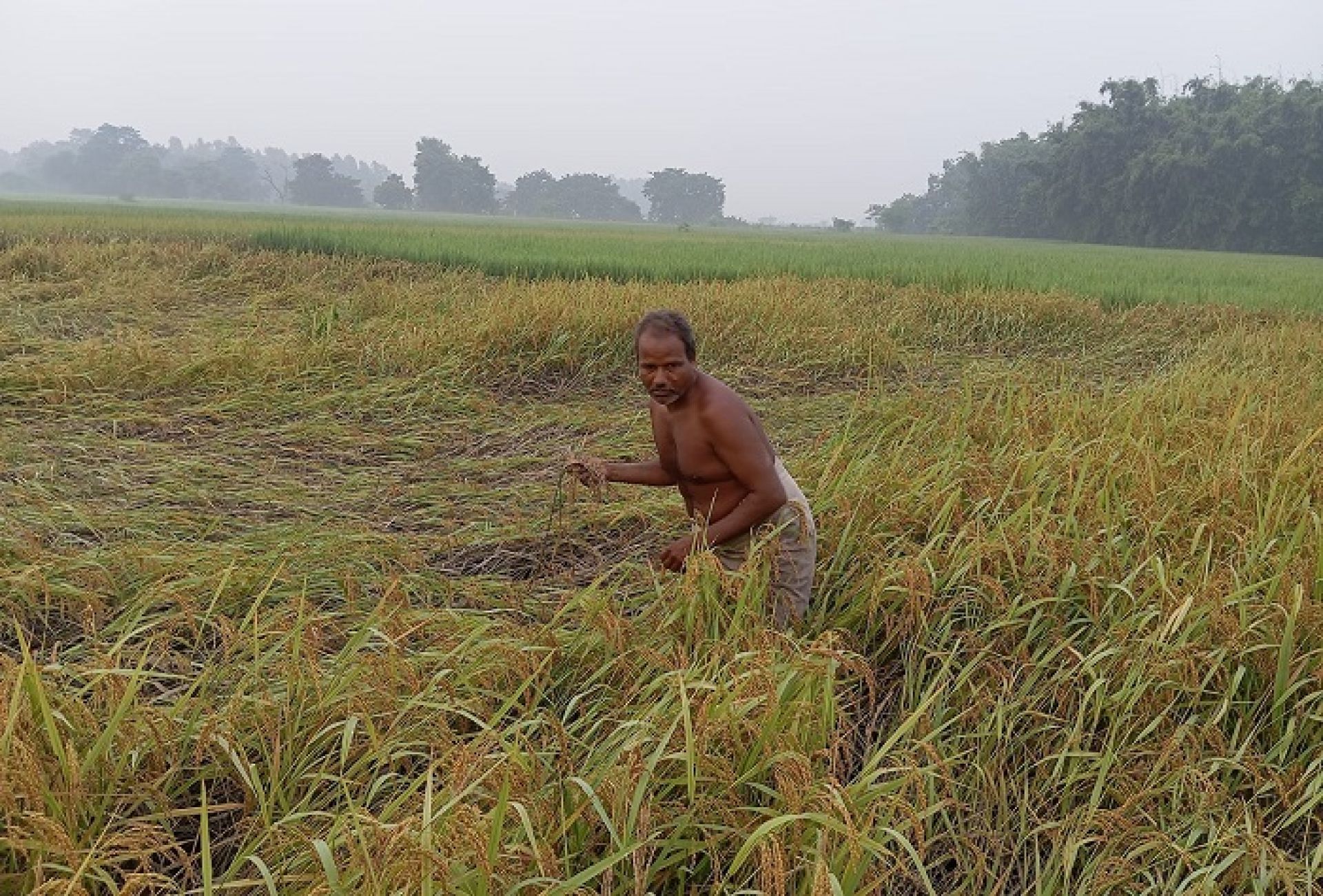 सुनसरीमा किसान भन्छन् : ‘यसपटकको दसैँ दशा भएर आयो’