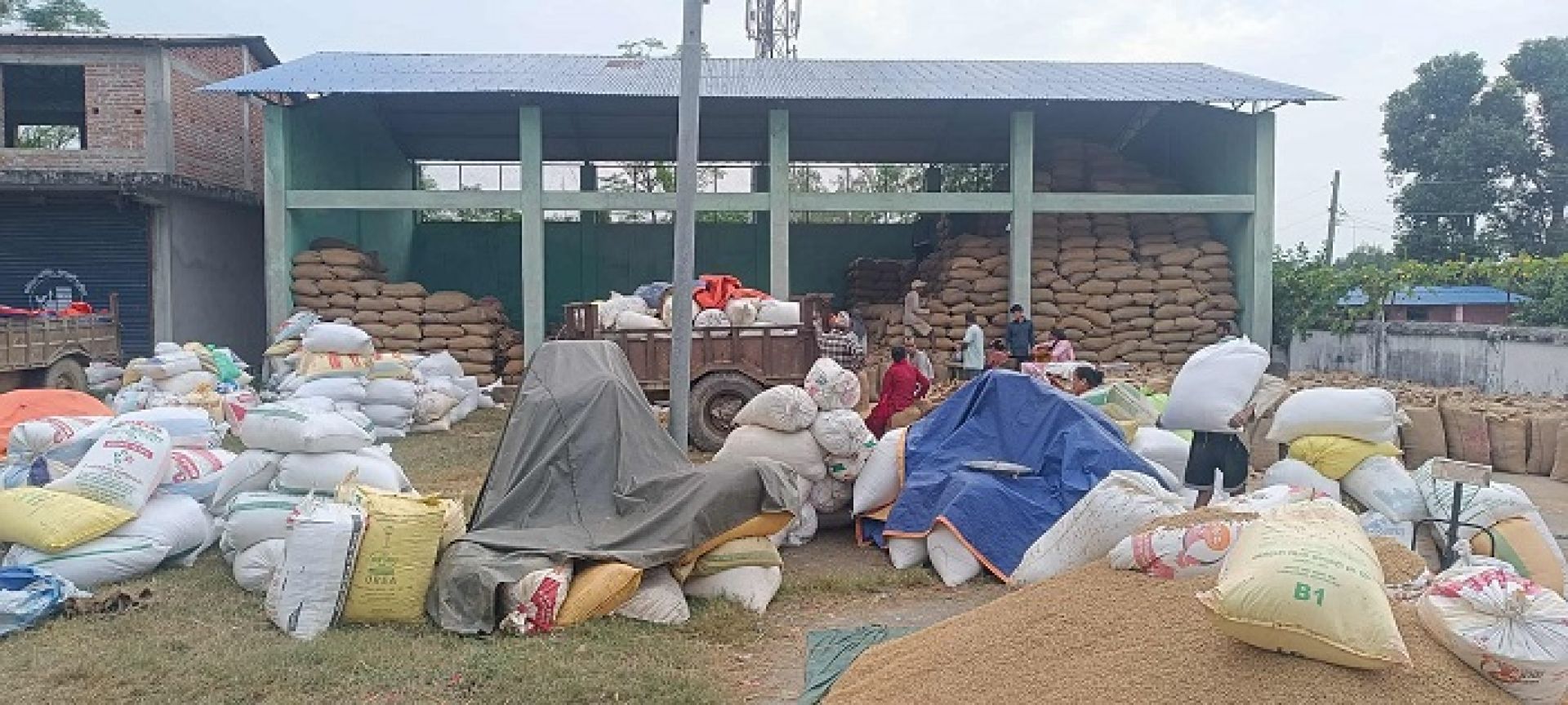 खाद्यले धान खरिद नगर्दा किसान मर्कामा, सस्तो मुल्यमा धान बेच्न बाध्य